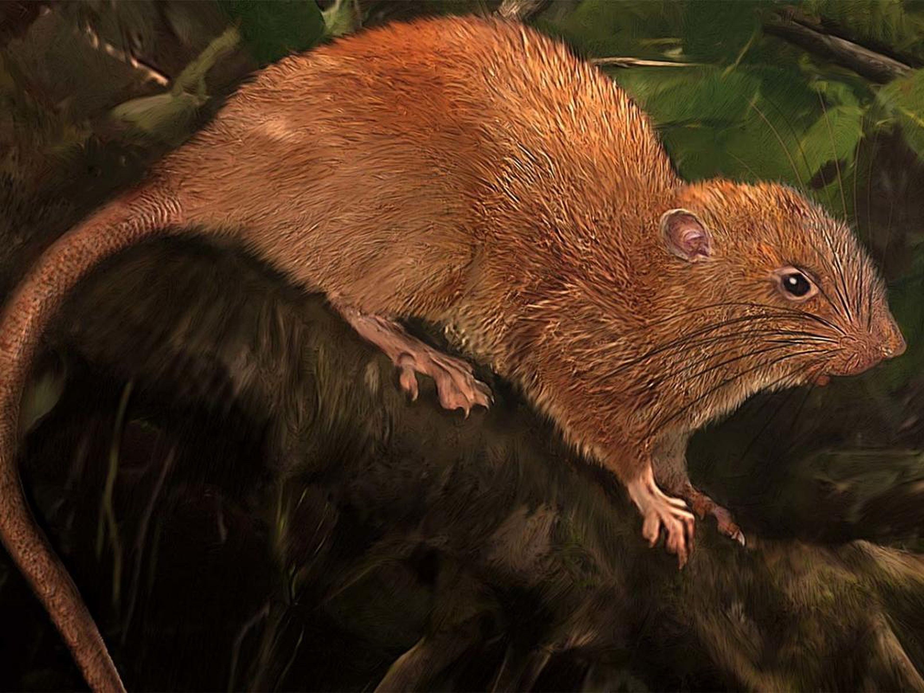 Una ilustración de la nueva especie, Uromys vika.
