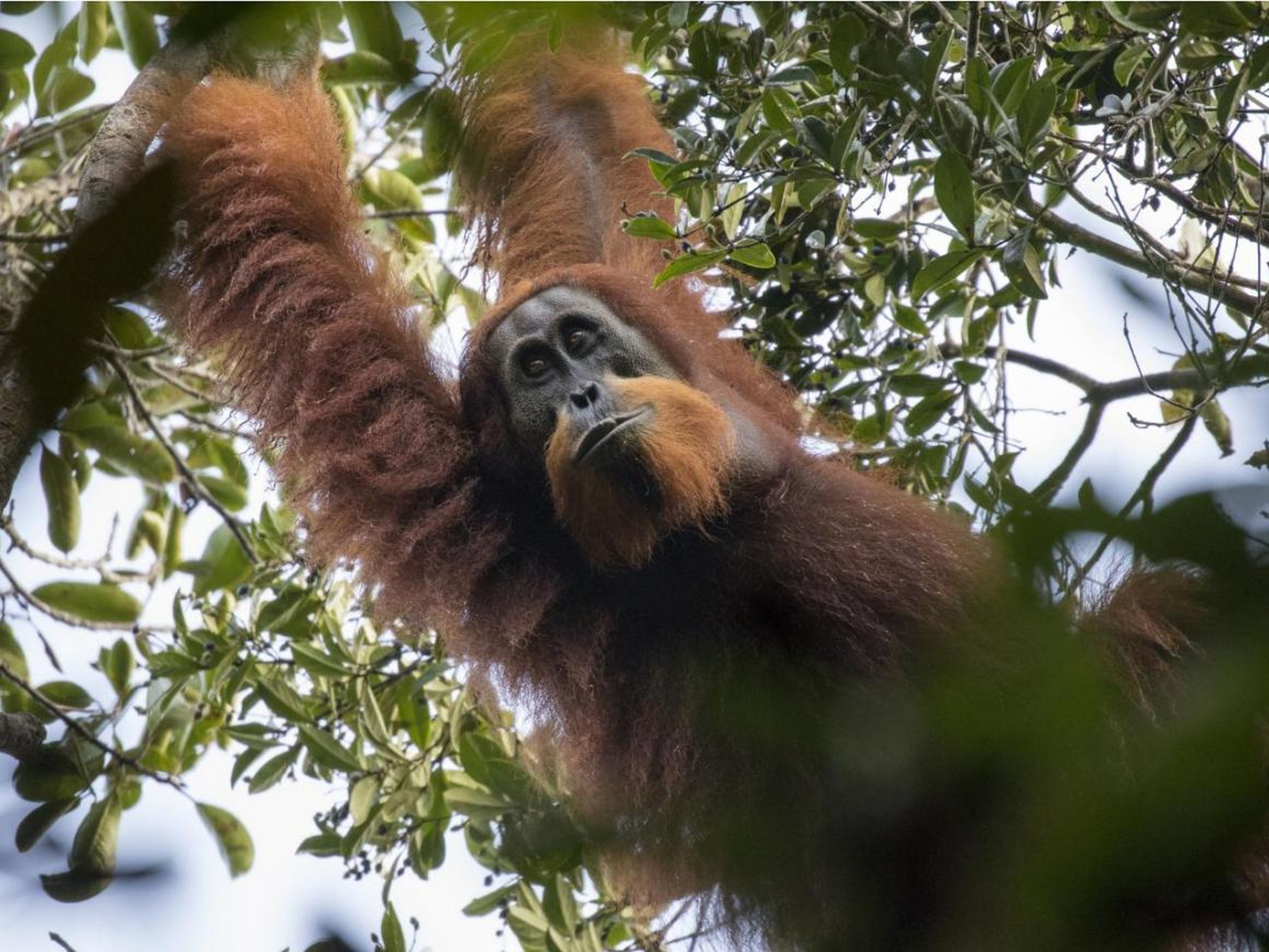El orangután de Tapanuli.