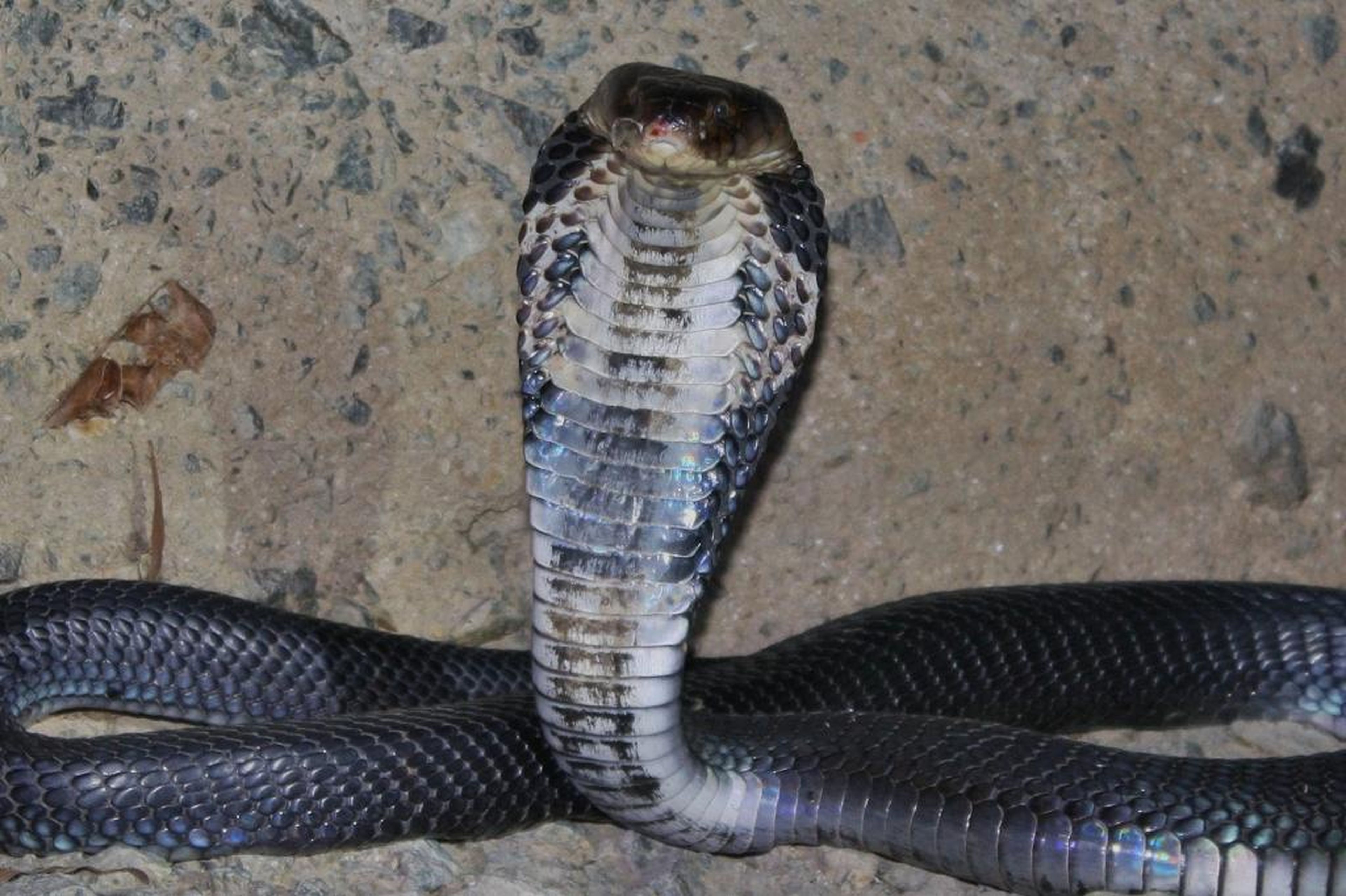 Un ejemplar de cobra china.