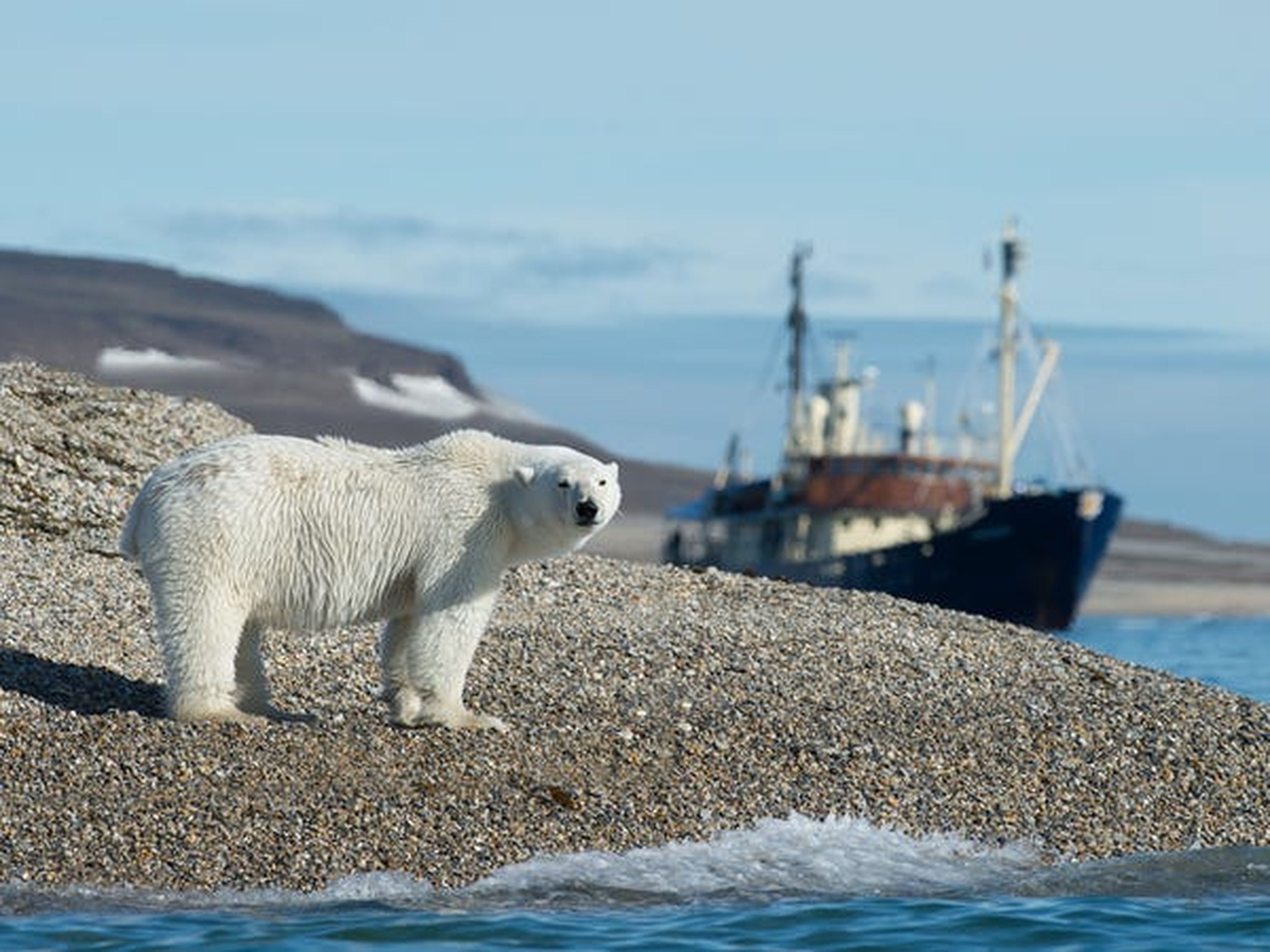 Bromas aparte, los osos polares representan una amenaza muy real para la población de Longyearbyen. Aunque los osos viven principalmente al norte de Longyearbyen en la capa de hielo, ocasionalmente pueden aventurarse en la ciudad en busca de comida.