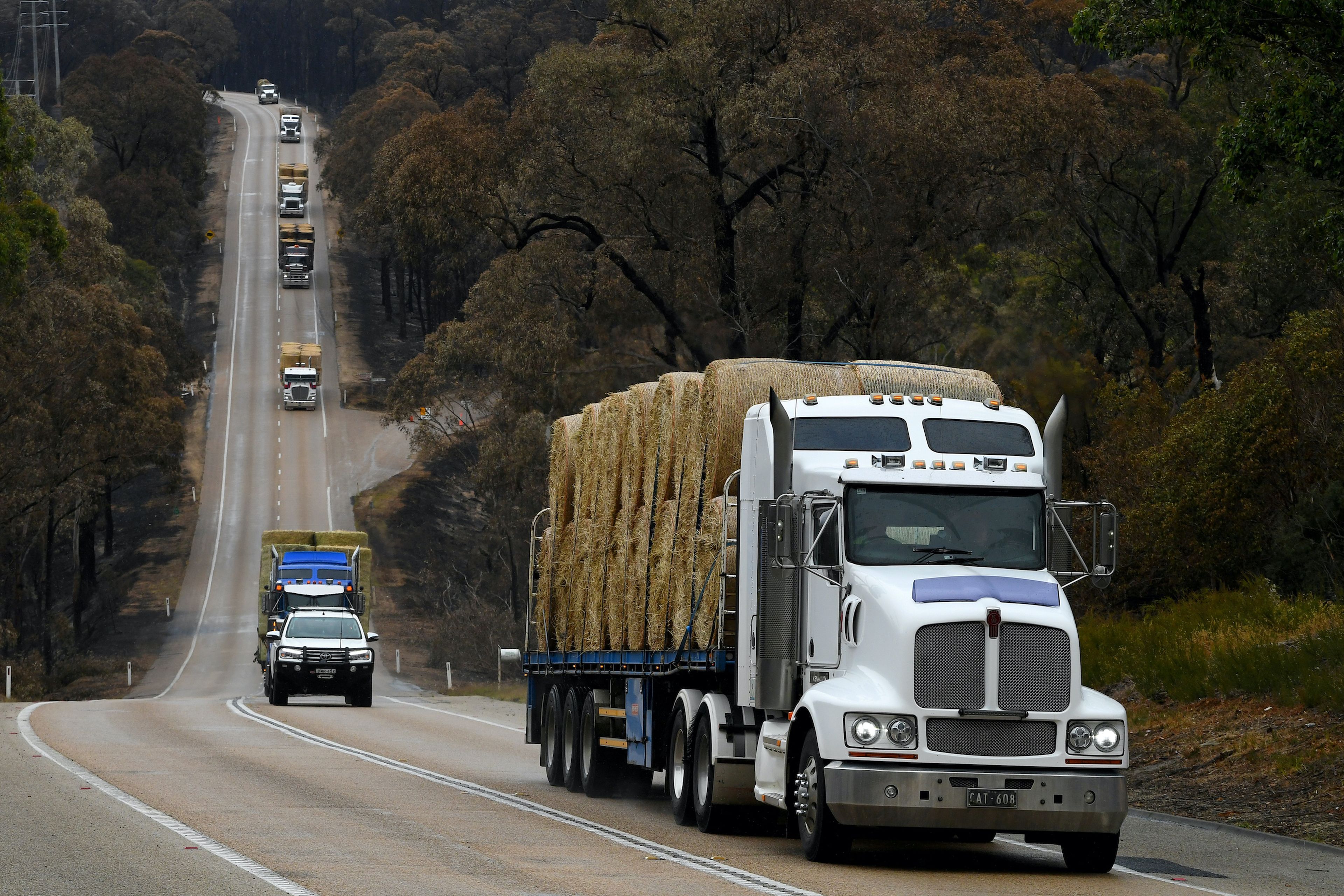 Un convoy de camiones transportan heno en Australia.