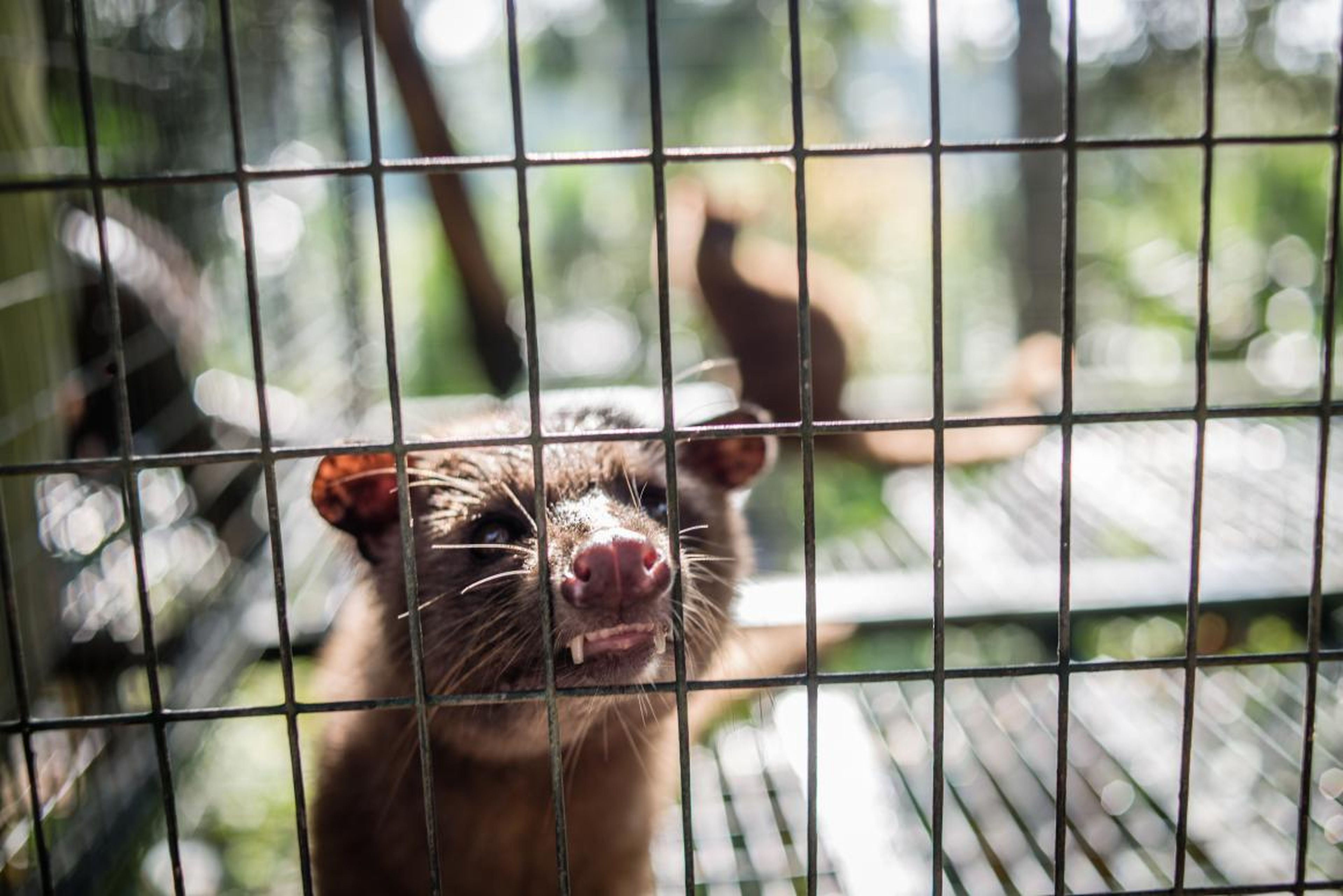 An Asian palm civet in a cage at Kopi luwak farm and plantation in Ubud District, Bali, Indonesia, on November 20, 2018.