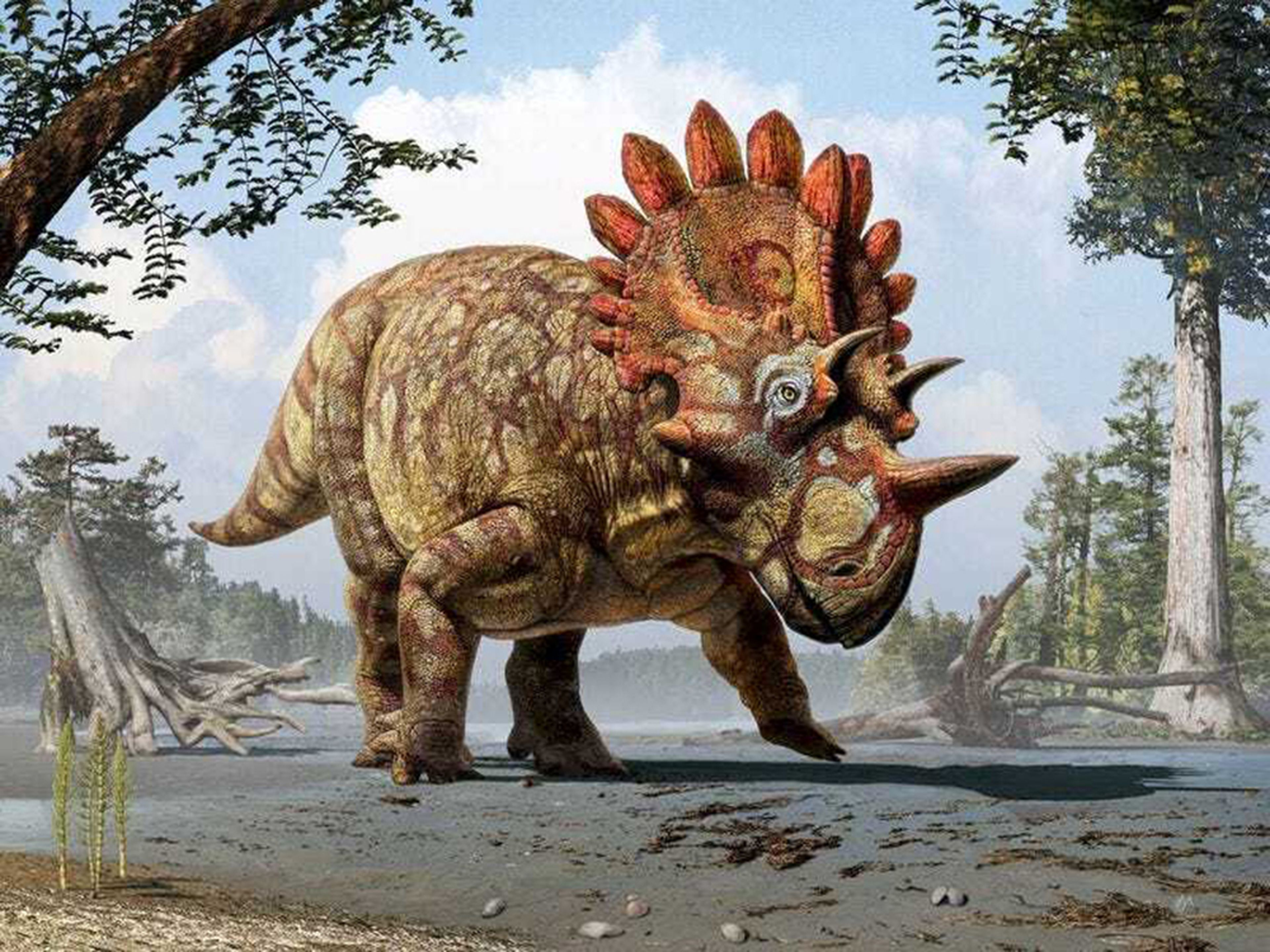 Reconstrucción de un dinosaurio con cuernos llamado Regaliceratops en el Cretácico Tardío.