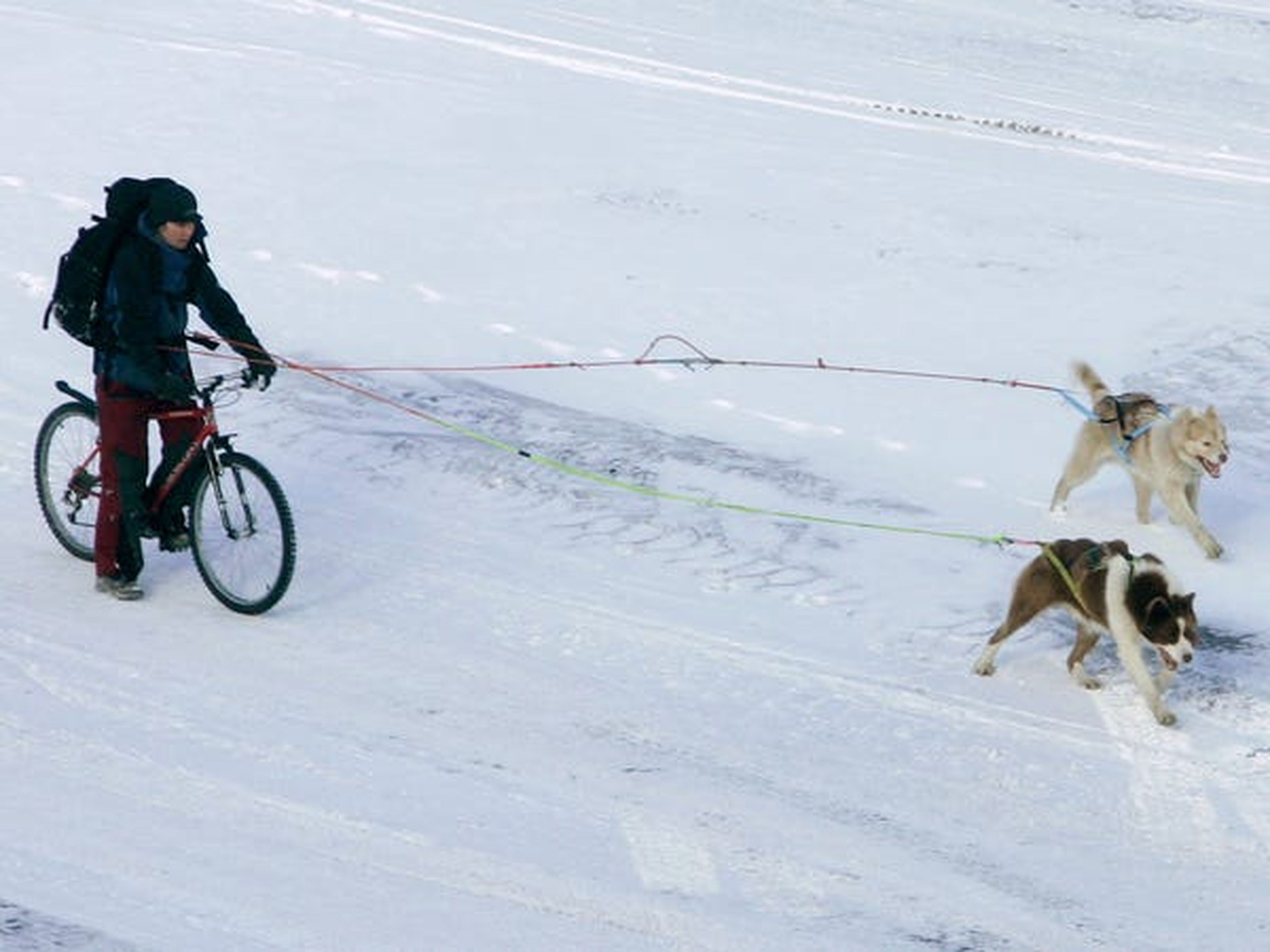 Sin embargo, algunos prefieren métodos de viaje más tradicionales. El archipiélago tiene más de 1.000 perros polares, que son básicamente atletas de élite, a veces corren más de 100 km por día durante semanas.