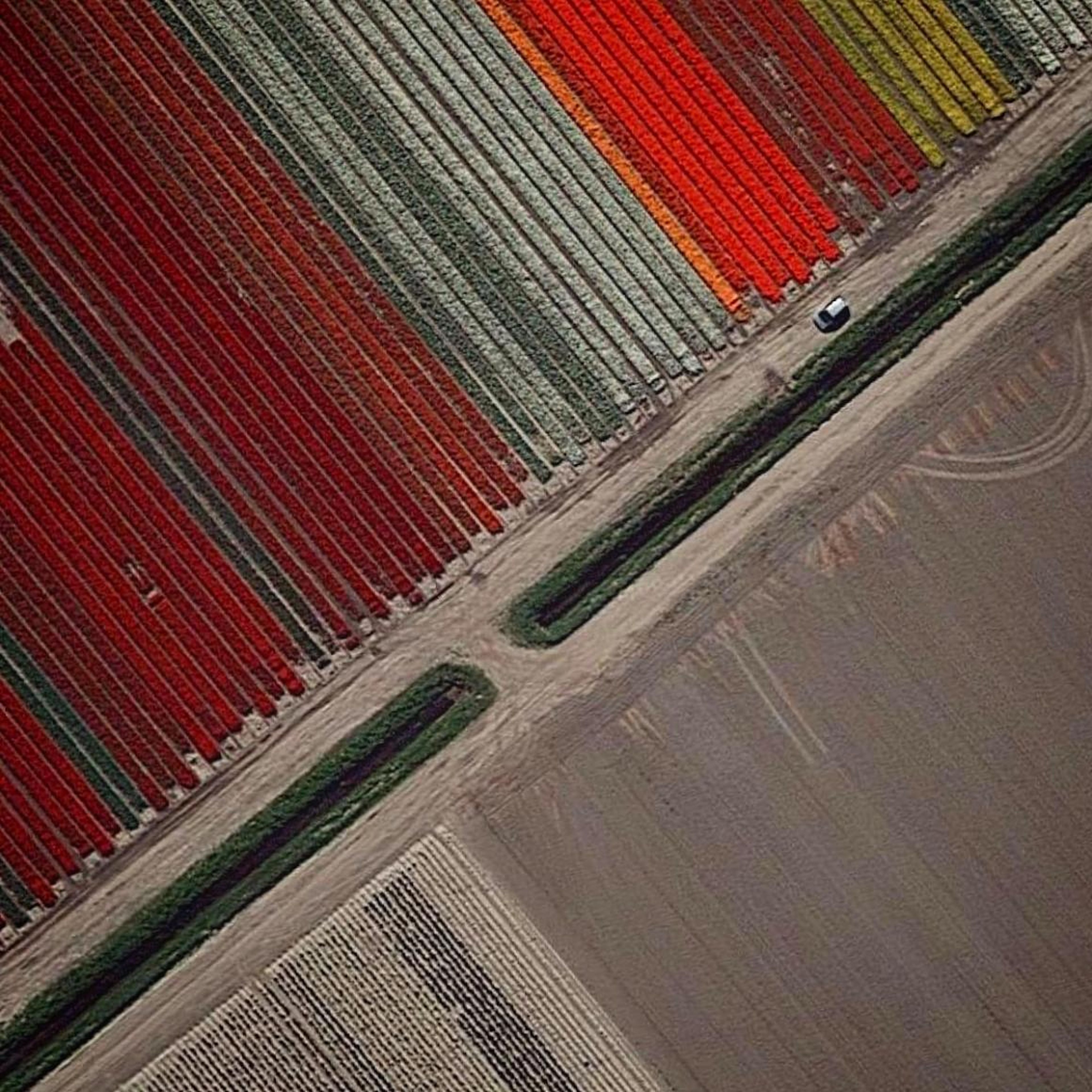 Fields in Middenmeer, Netherlands.