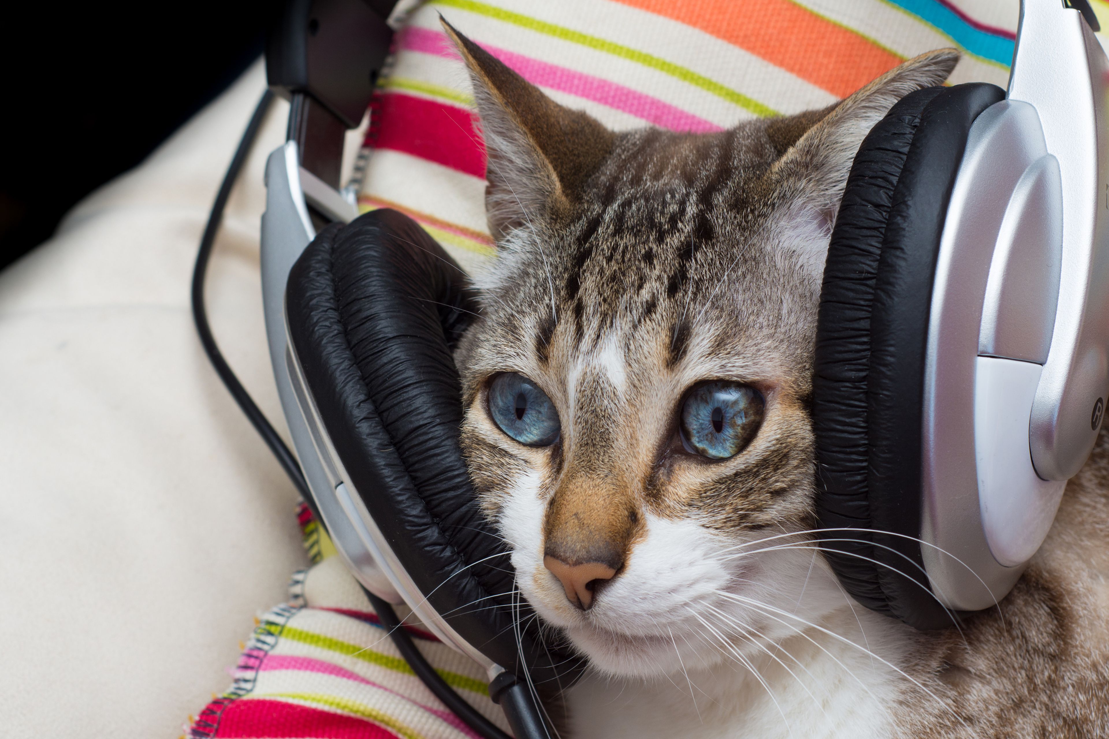 Gato con auriculares