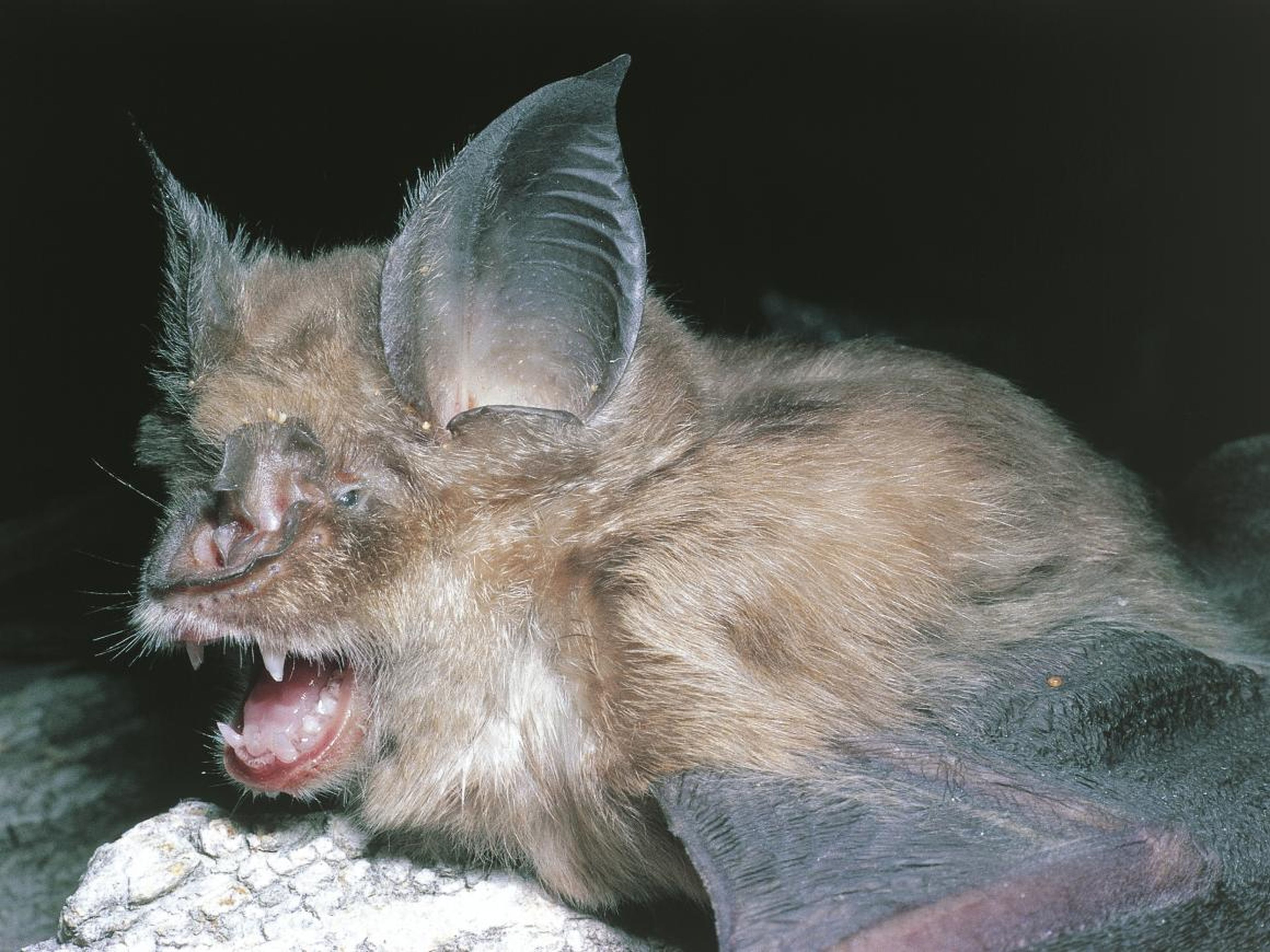 Un murciélago de herradura grande, un pariente de la especie de murciélago Rhinolophis sinicus de China origen del virus del SARS.