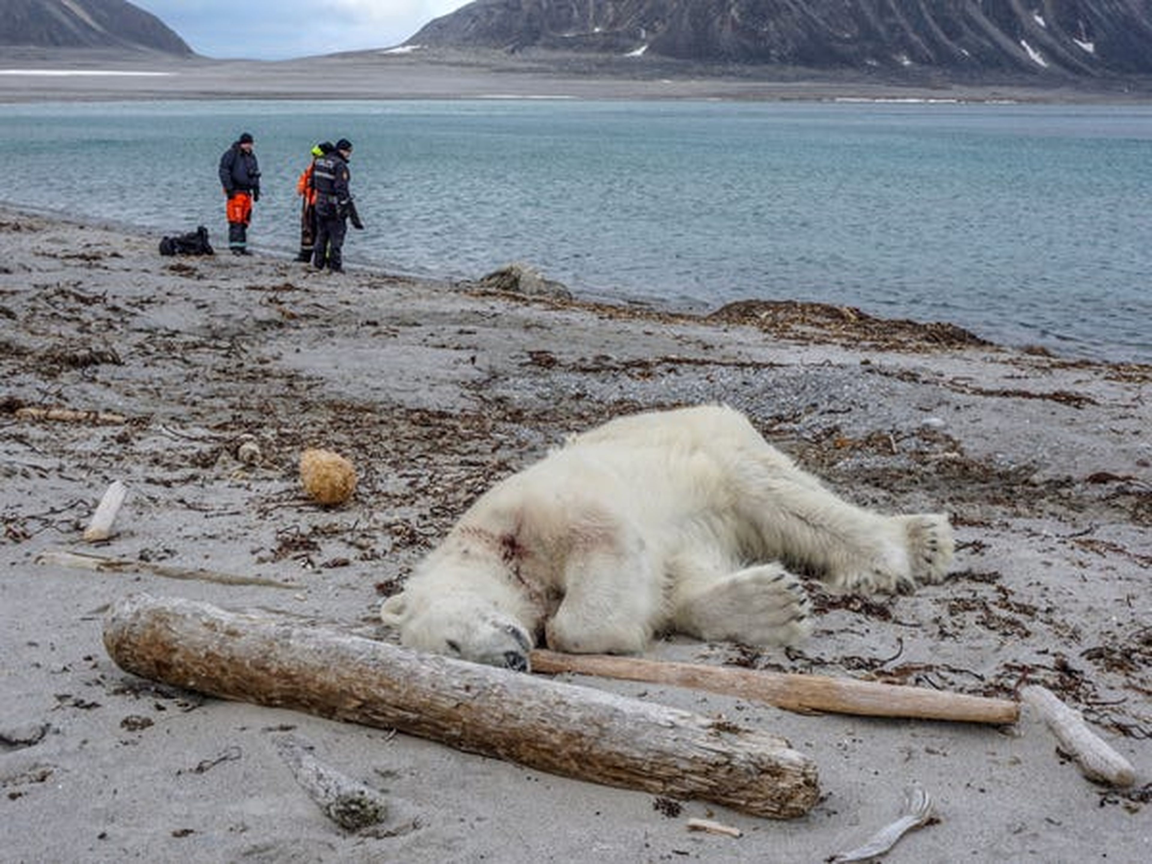 Un oso polar fue asesinado después de que atacara a un empleado de un crucero el 28 de julio de 2018.