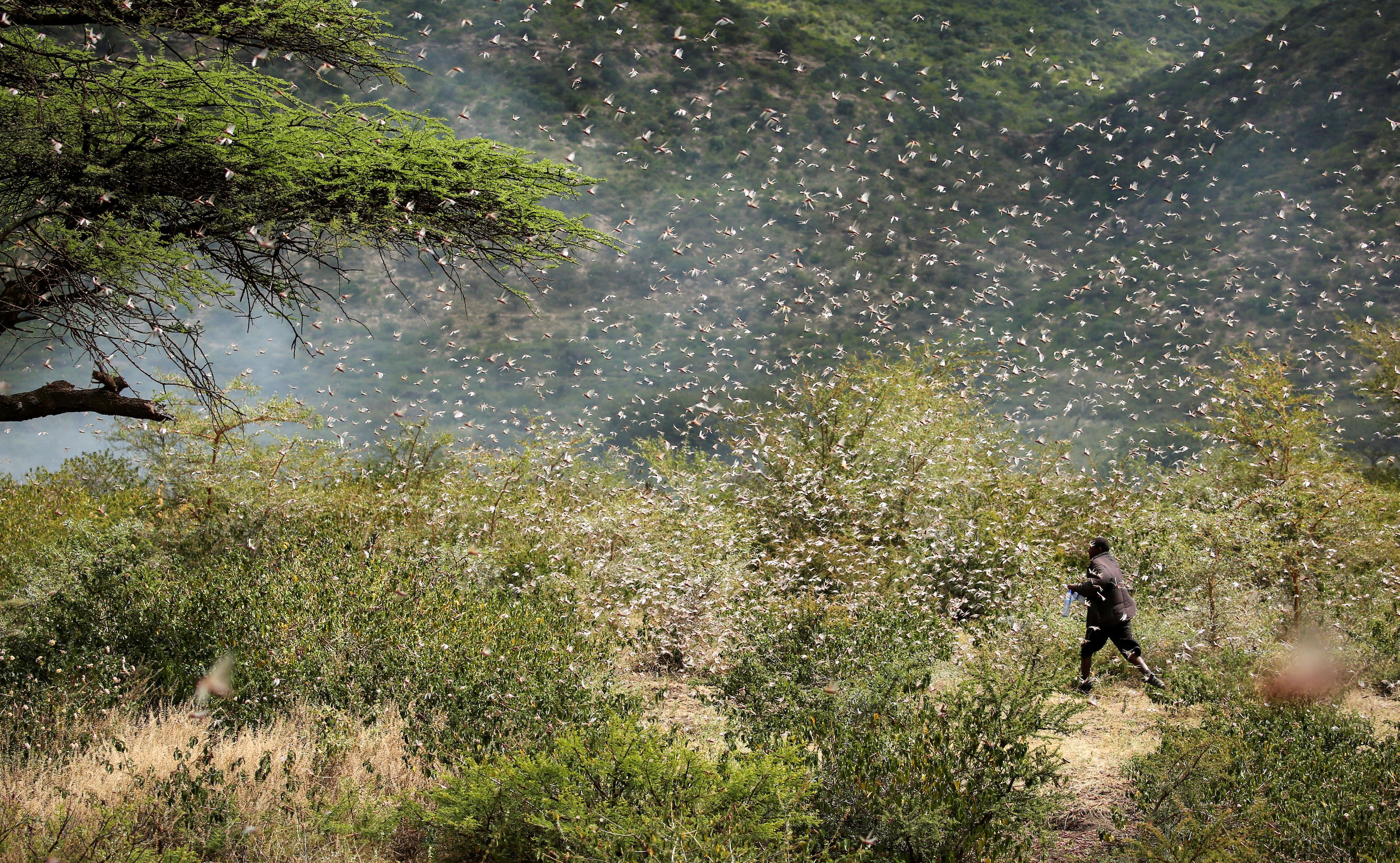 Plaga de langostas, África.