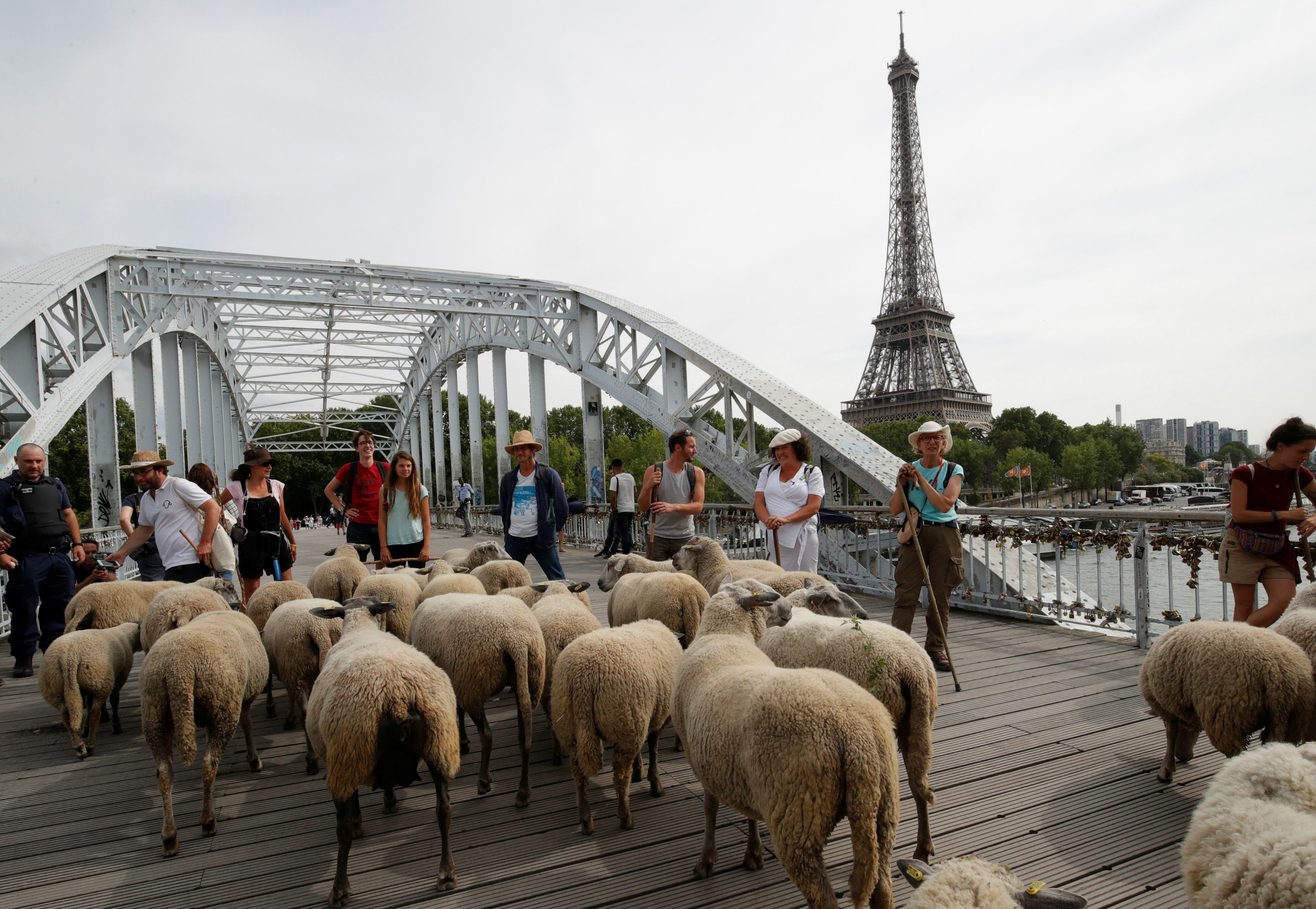 Un rebaño de ovejas en París.