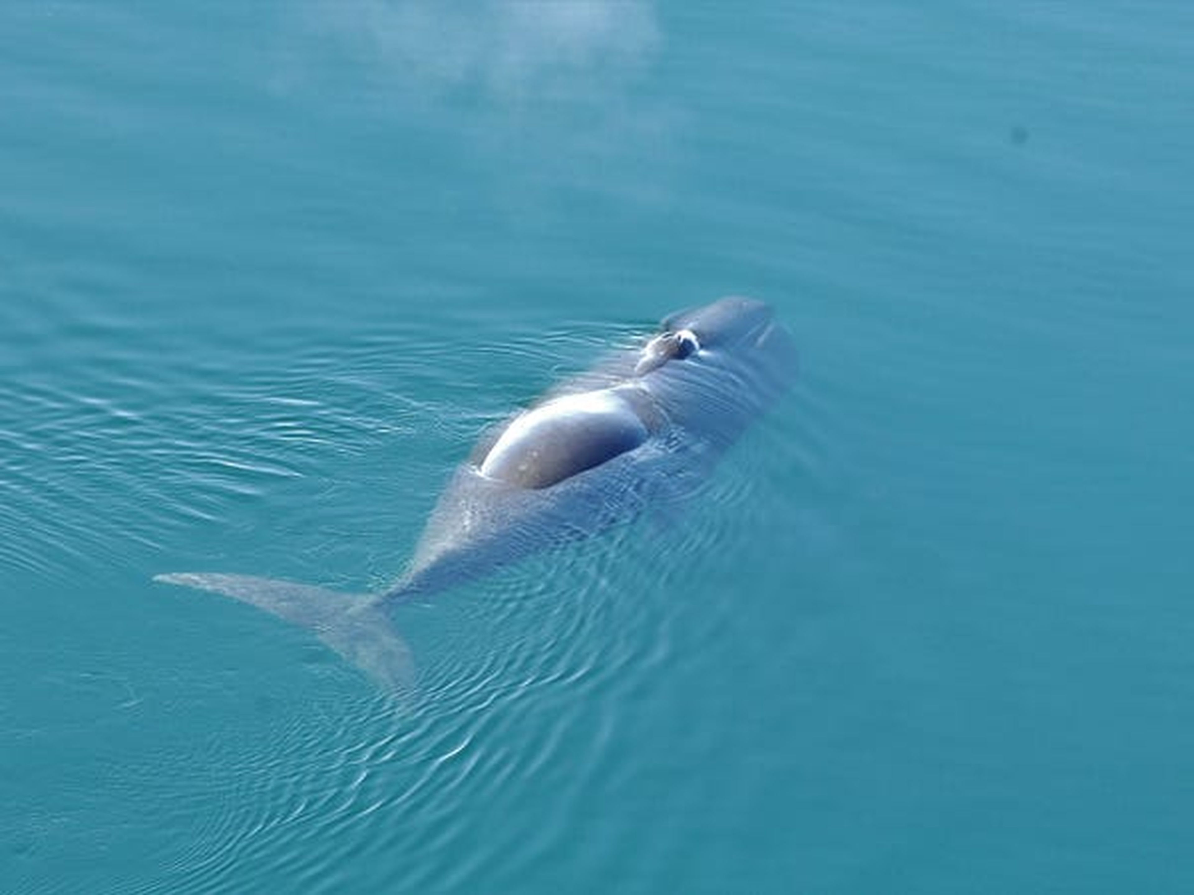 Una ballena