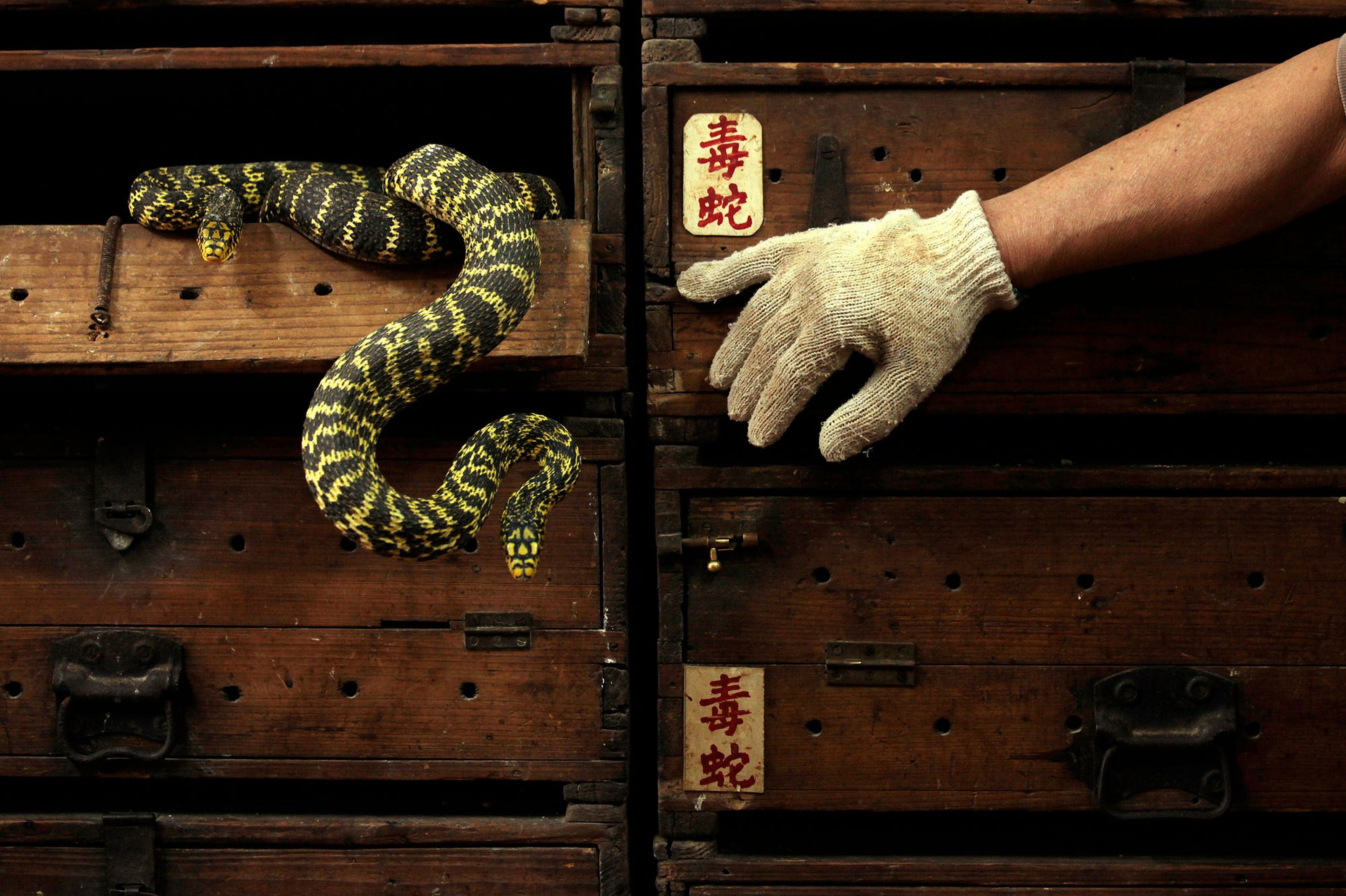Serpientes Wuhan