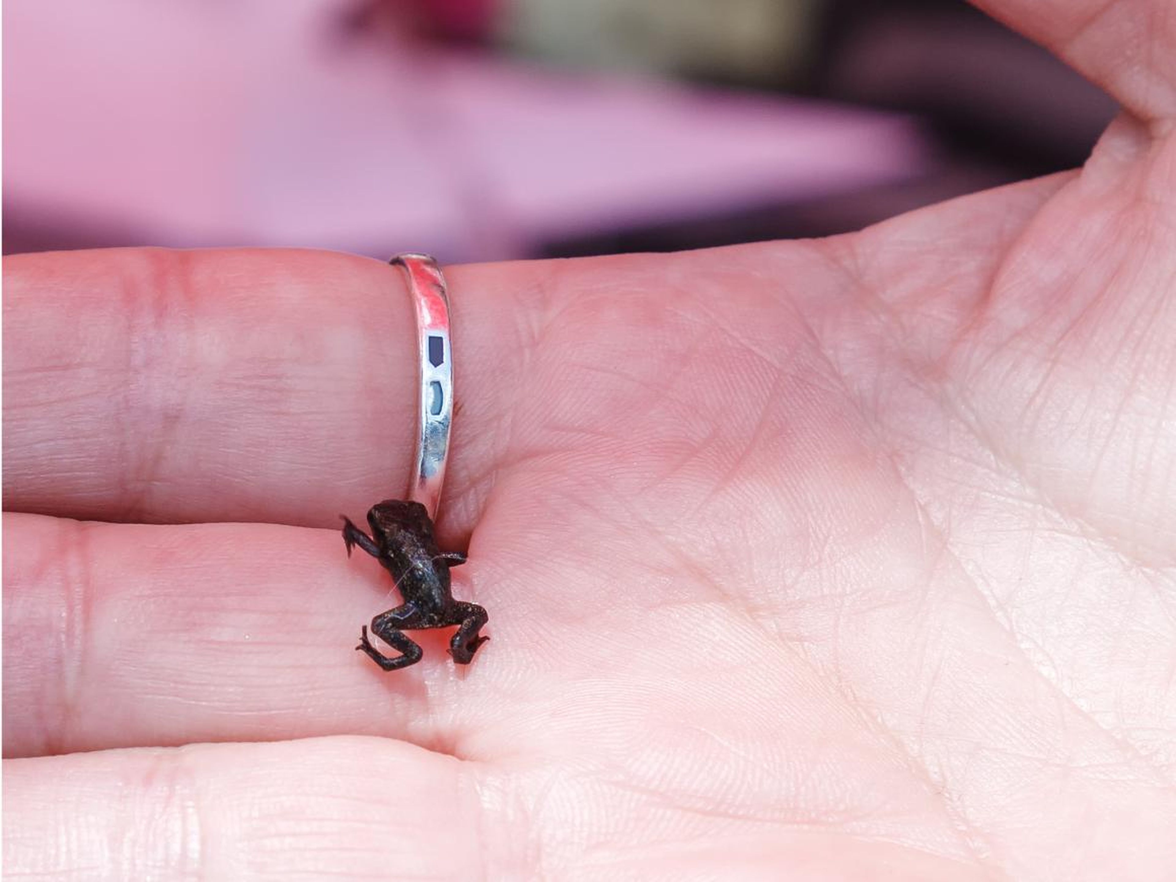 Paedophryne amauensis, la rana más pequeña del mundo, sobre una mano.