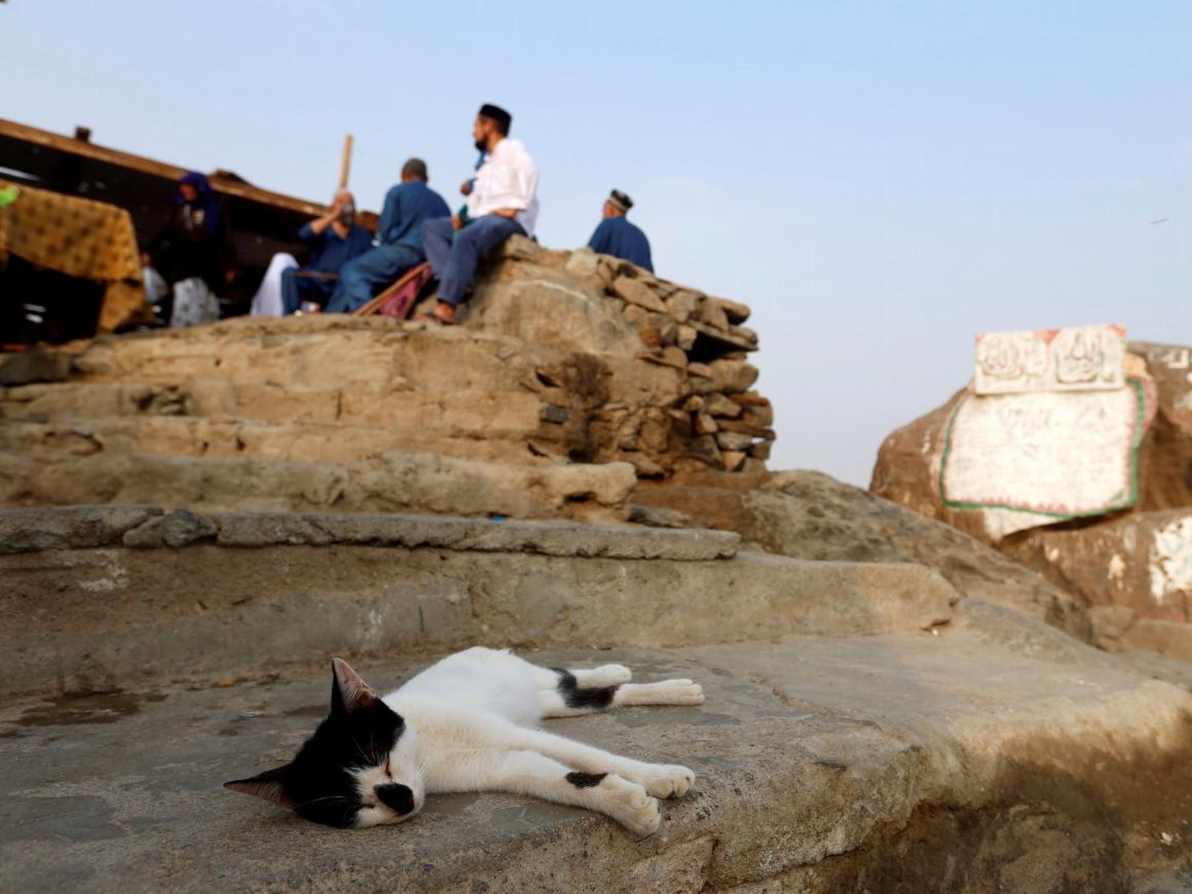 Un gato duerme en el monte Al-Noor.