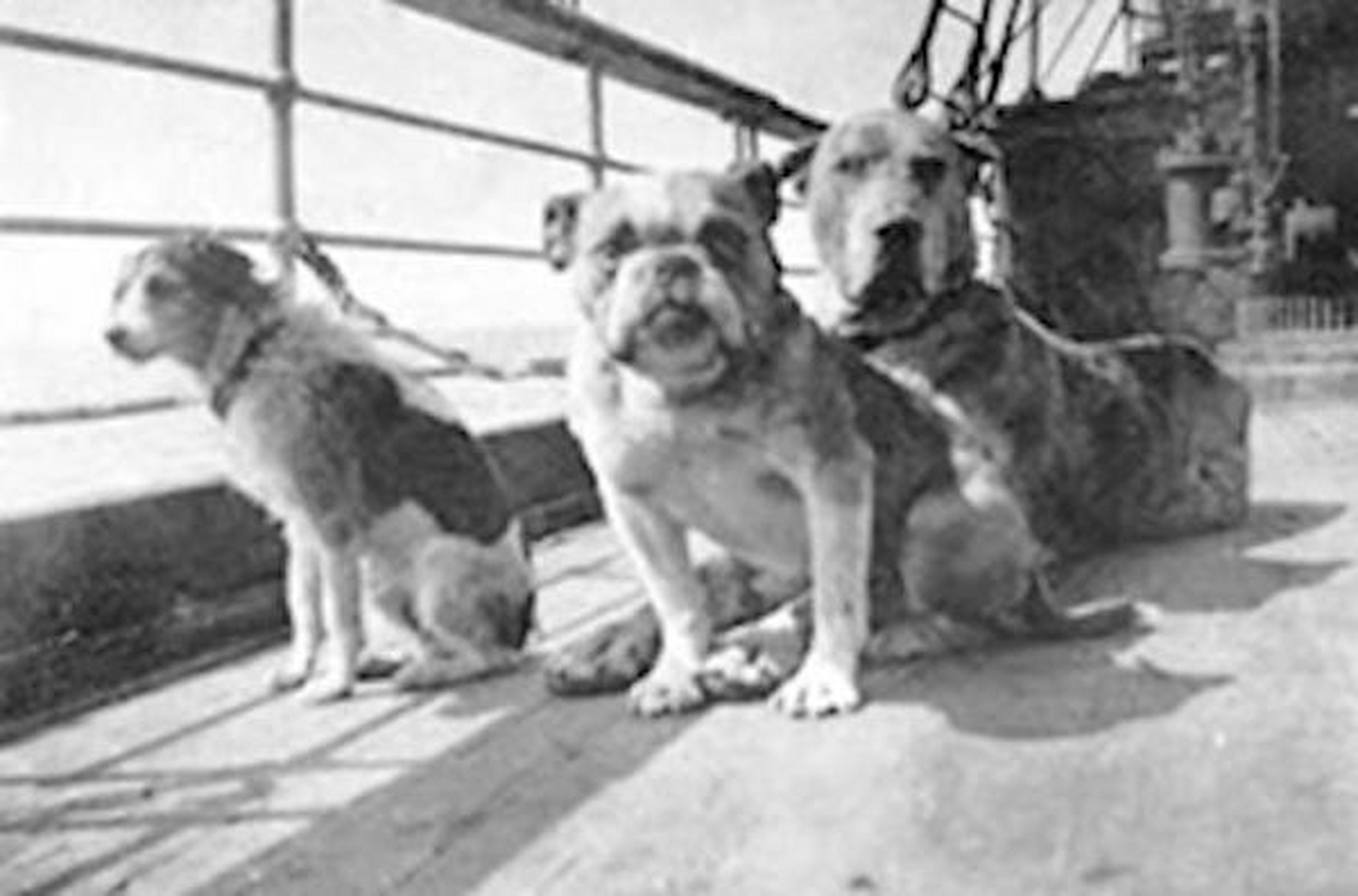Perros del Titanic, incluyendo al perro de Isham en el extremo derecho.