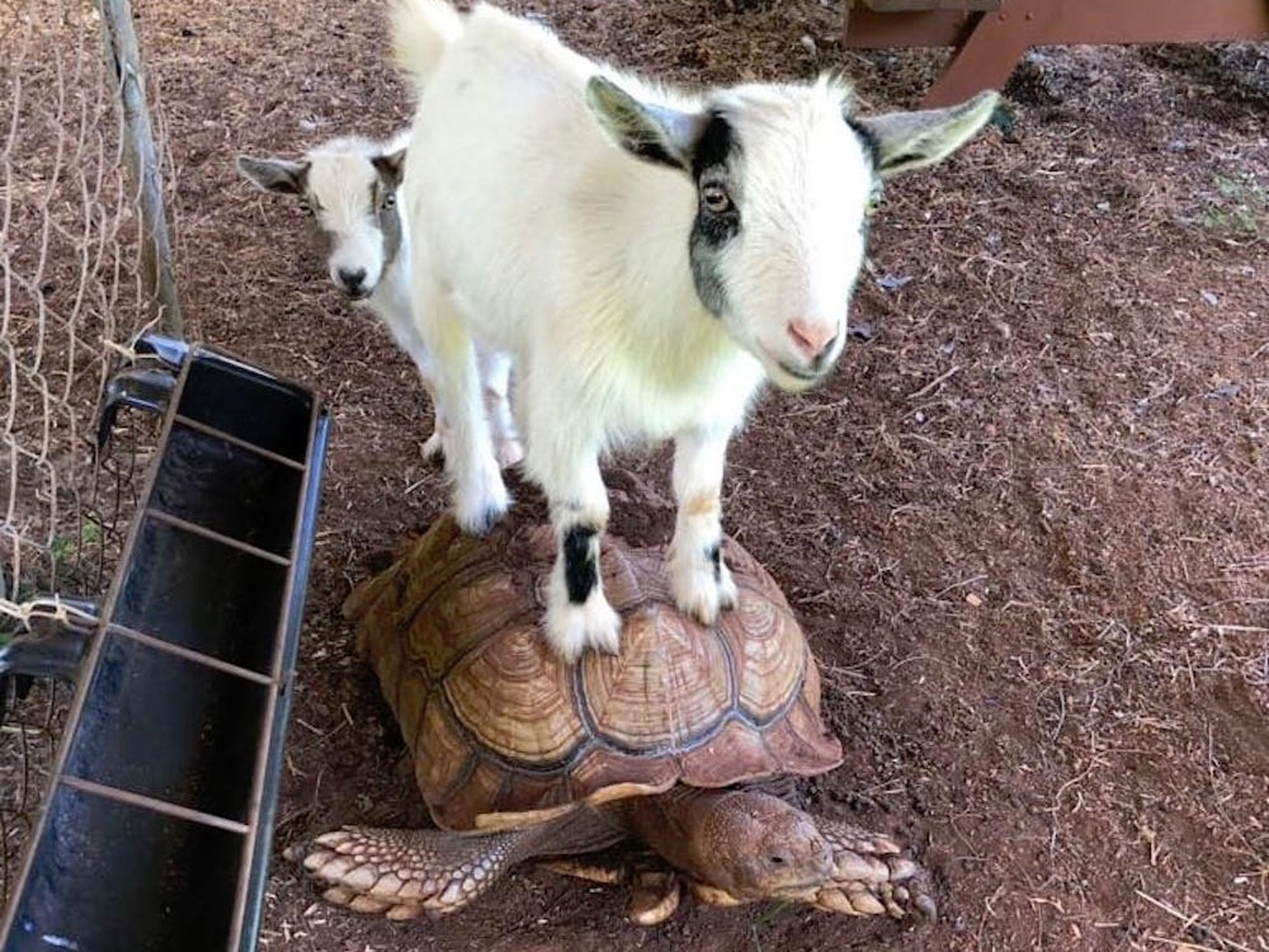 En la granja de Mark Zuckerberg viven cabras y tortugas