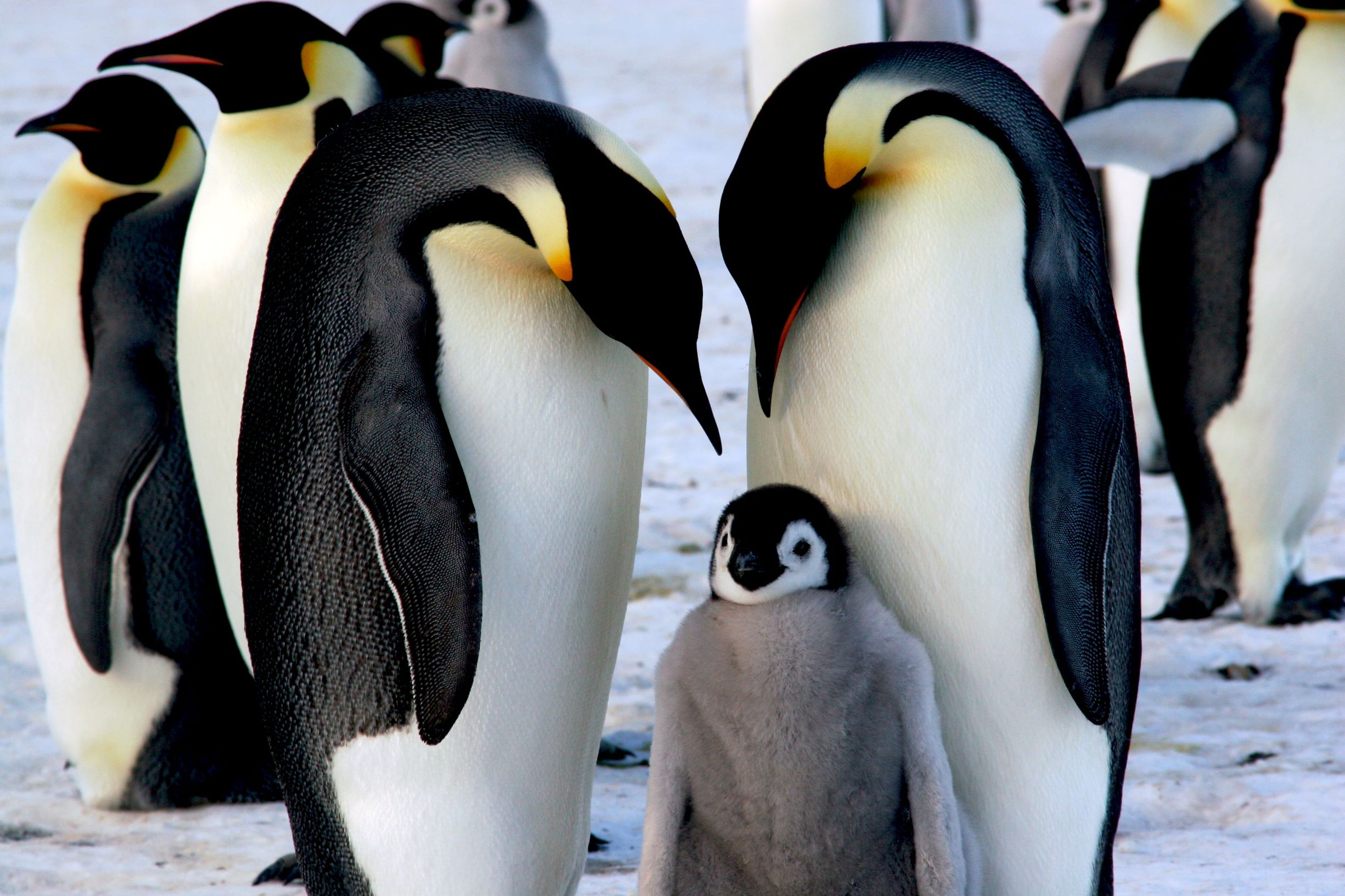 Pinguino emperador familia