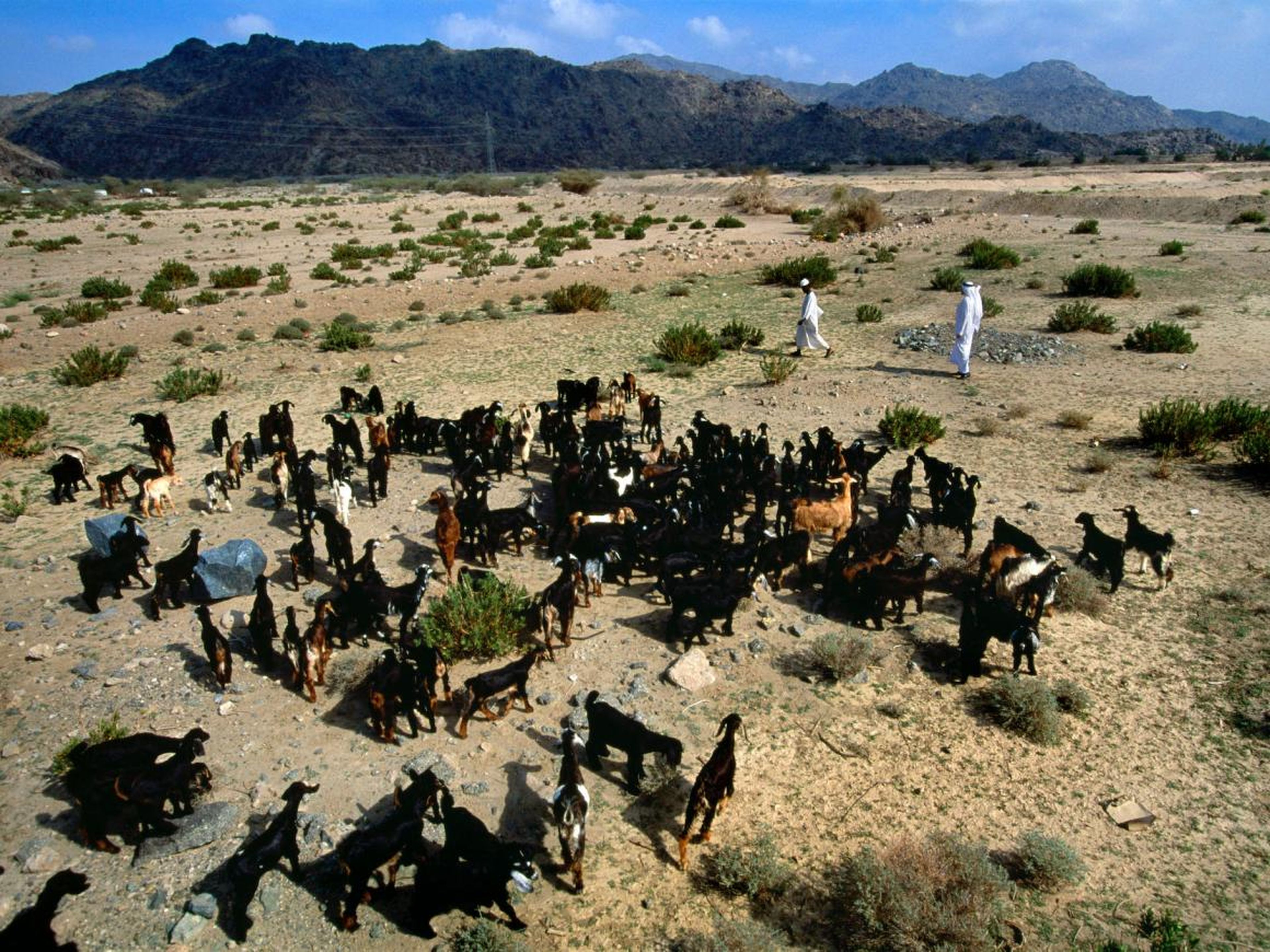 Pastores reuniendo cabras en el desierto a las afueras de La Meca.