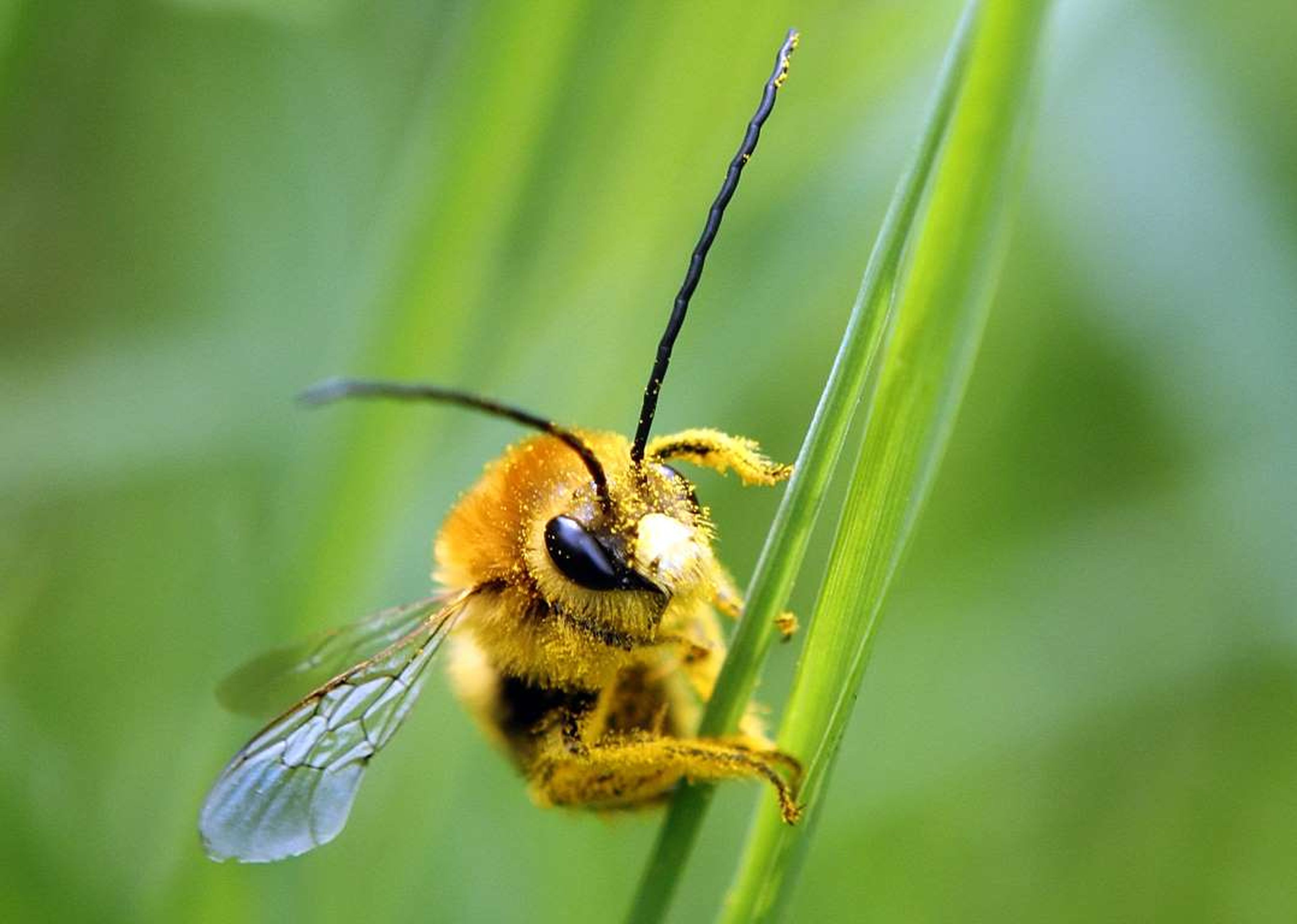 Una abeja cubierta de polen, se posa sobre una brizna de hierba.