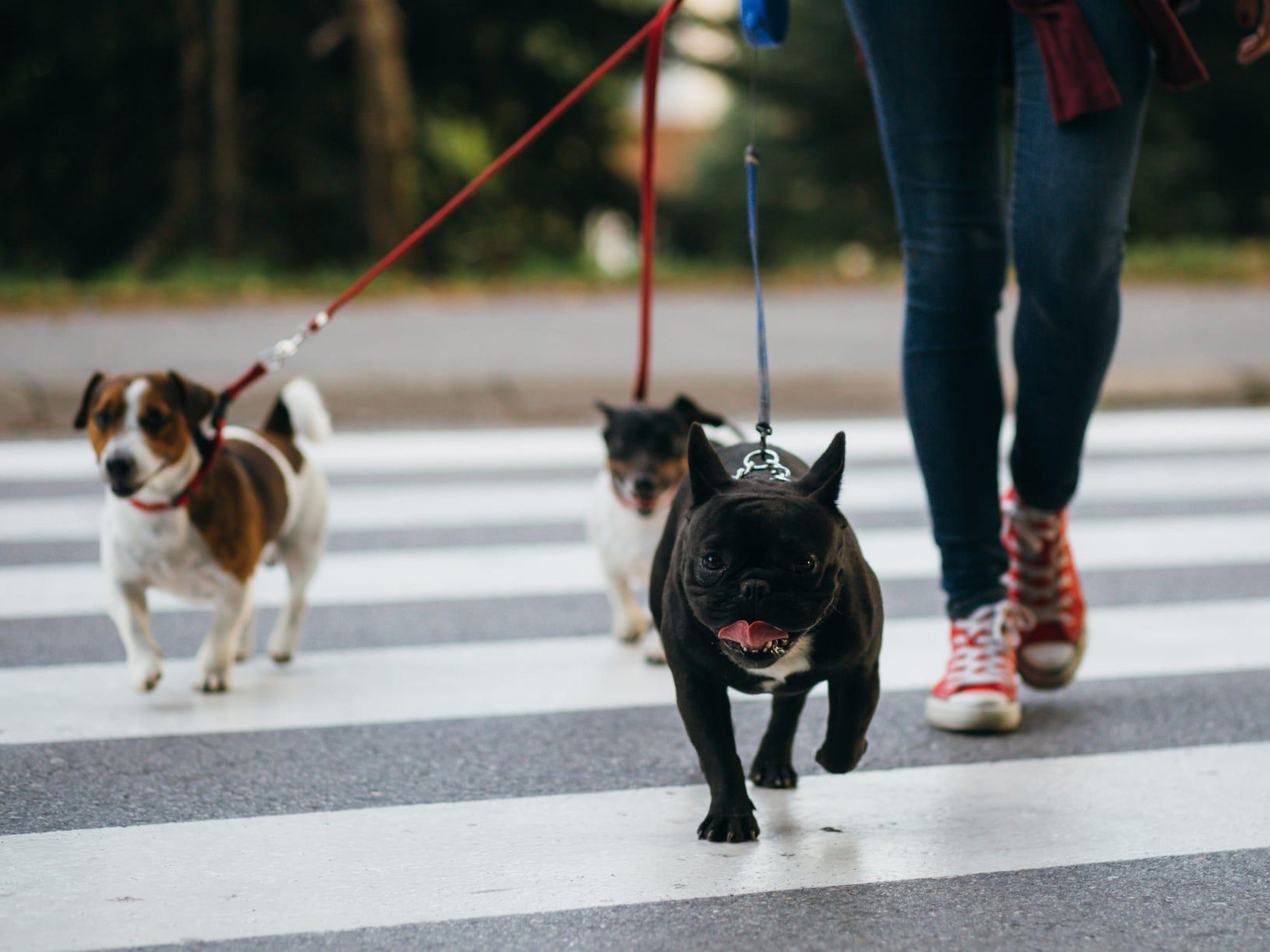 Add extra exercise to your pet's day to help them ease into a new routine.