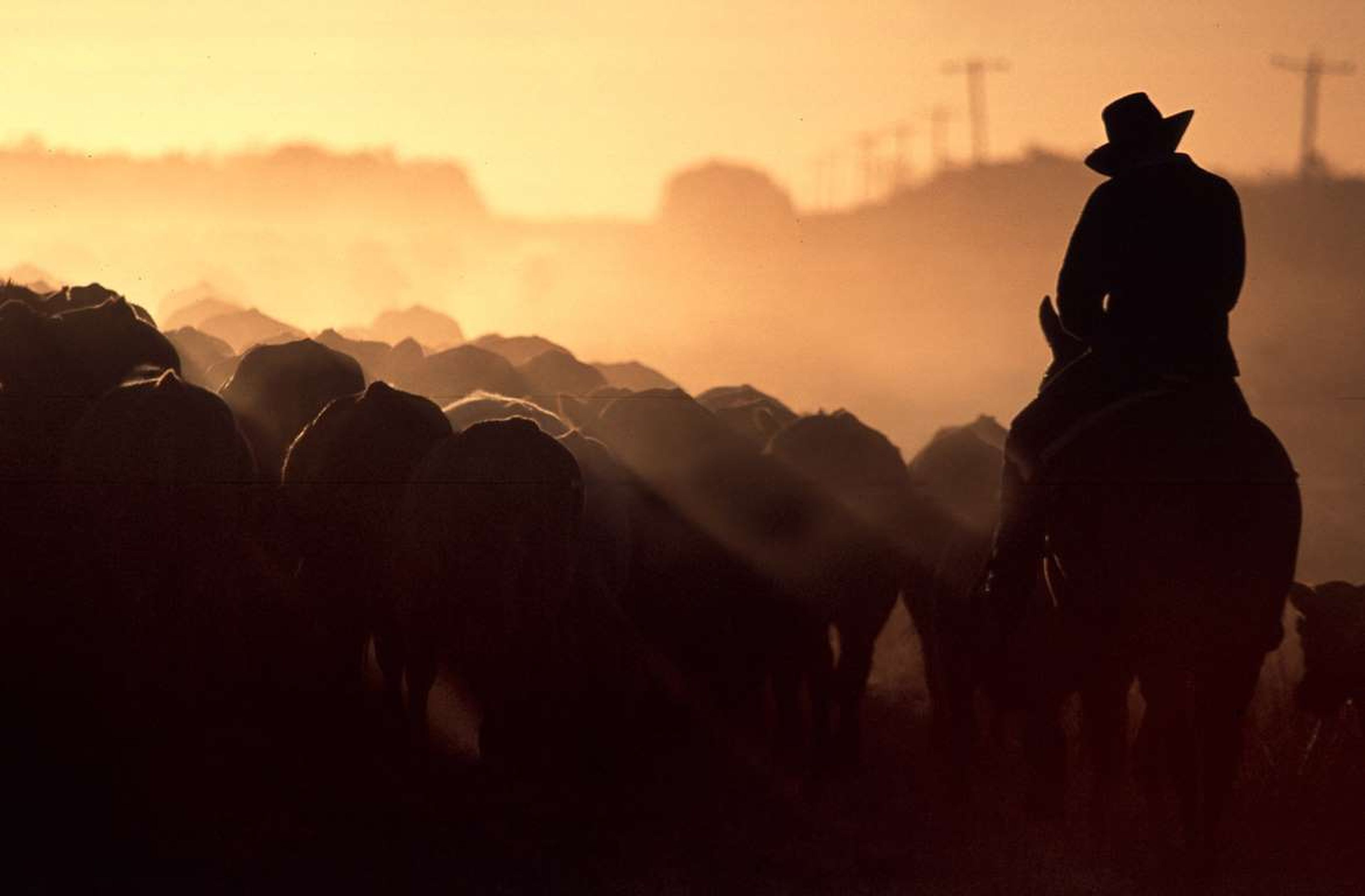 Un agricultor pastorea su ganado cerca de la ciudad de Queensland de Aramac.