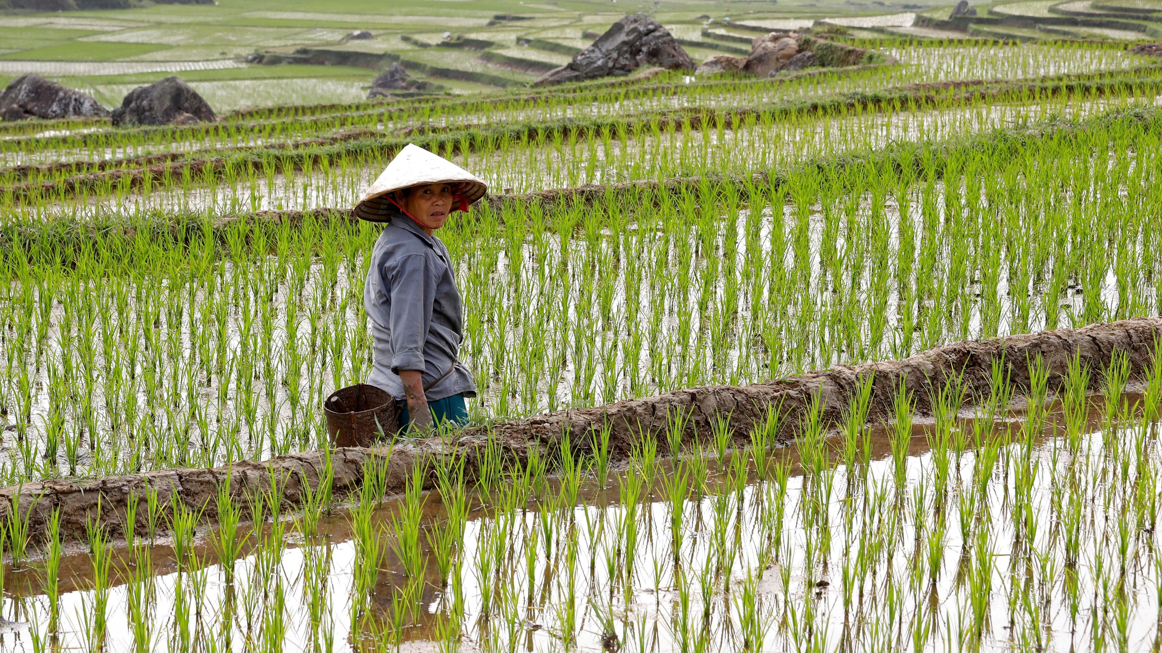 Una agricultora en Vietnam.