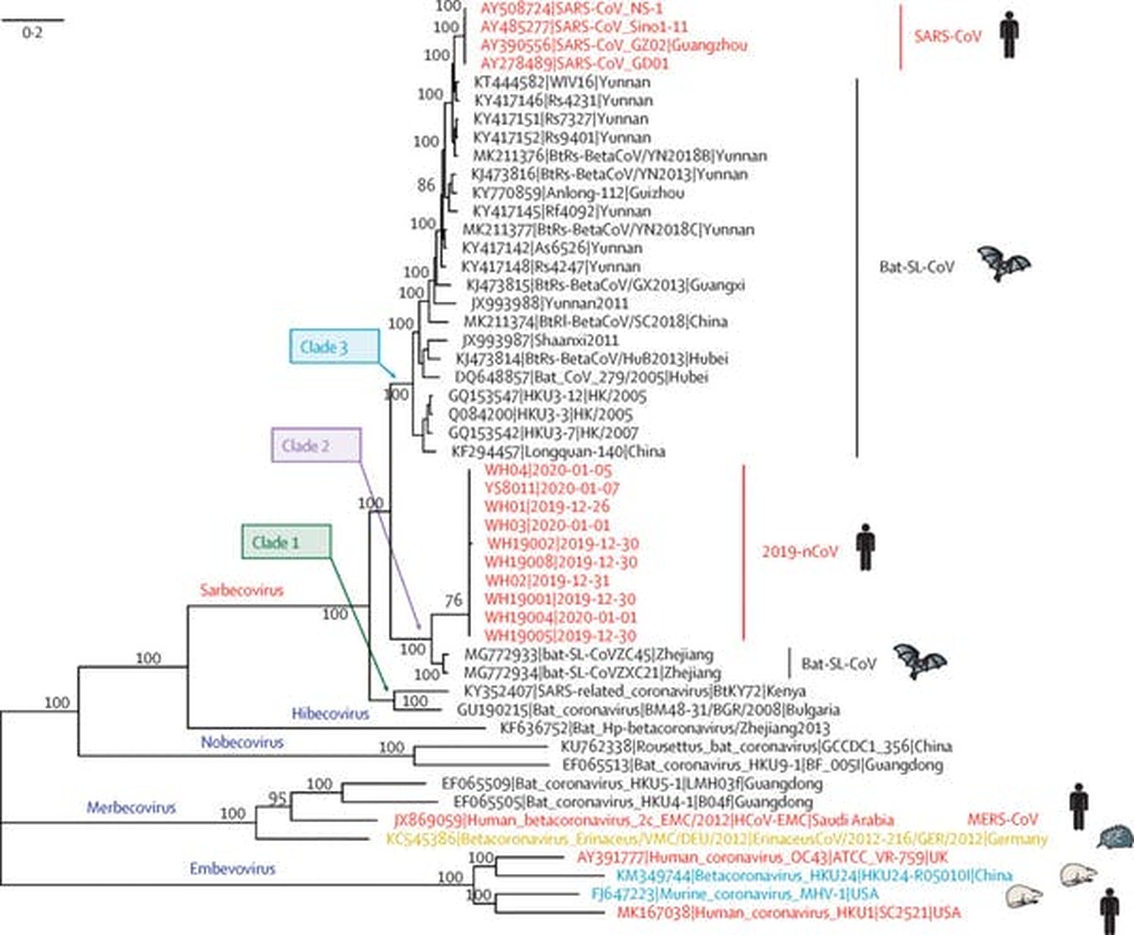 Análisis filogenético de los genomas completos de 2019-nCoV y de los virus representativos del Betacoronavirus.