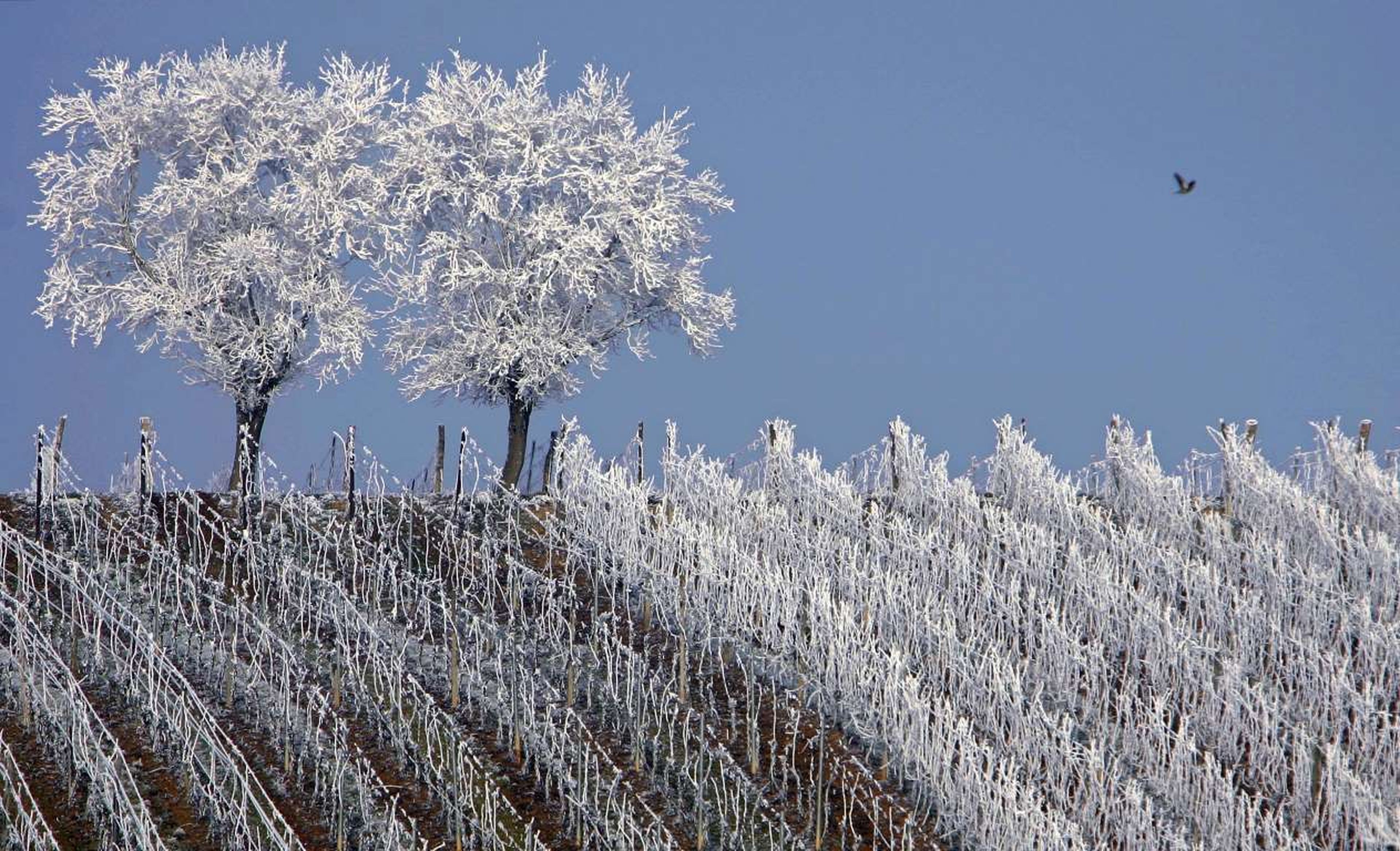 Los árboles helados en medio de los viñedos en la región de Alsacia, cerca de Estrasburgo, Francia.