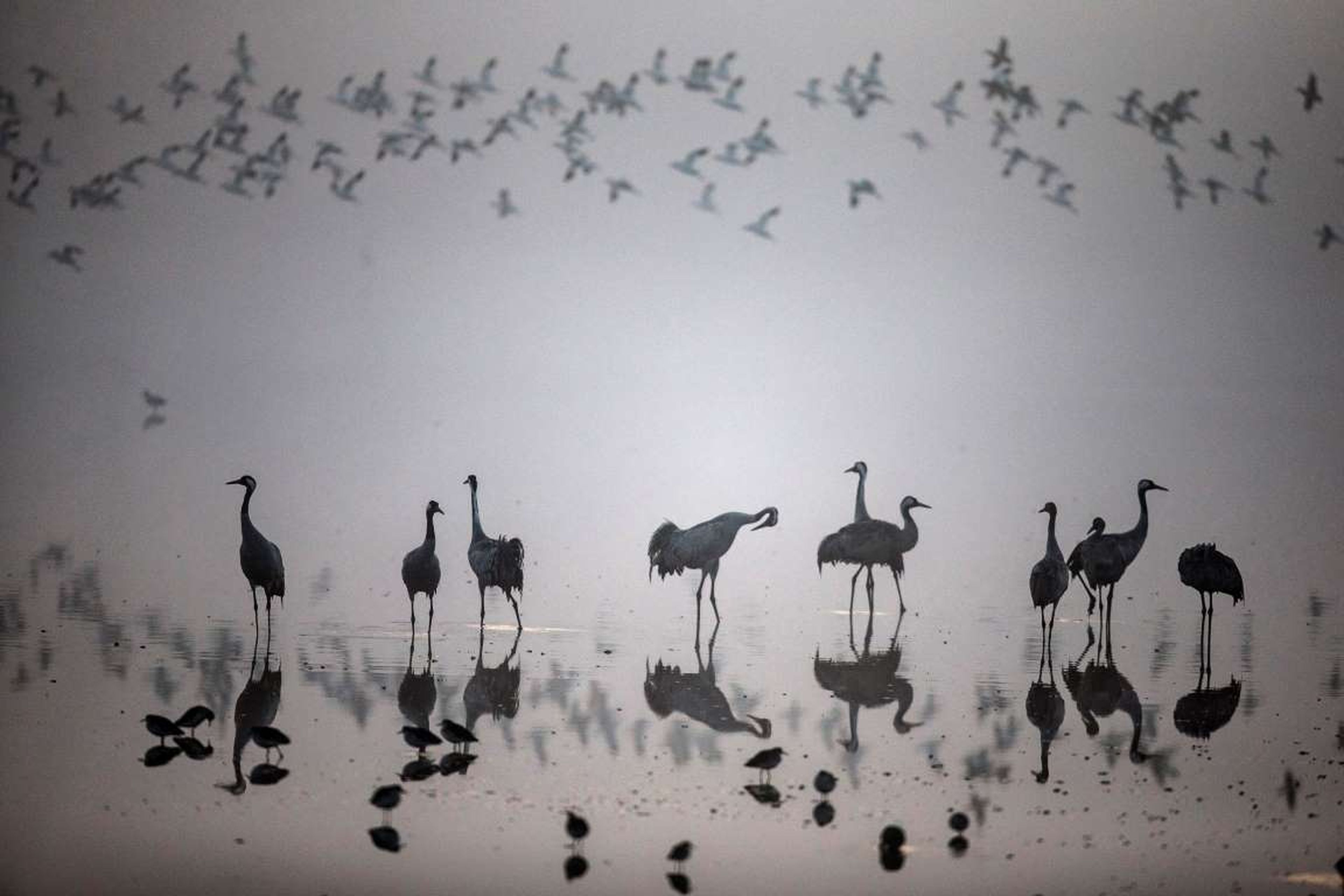 Una bandada de aves migrantes en el parque de Ornitología y Naturaleza del Lago Hula, al norte de Israel.