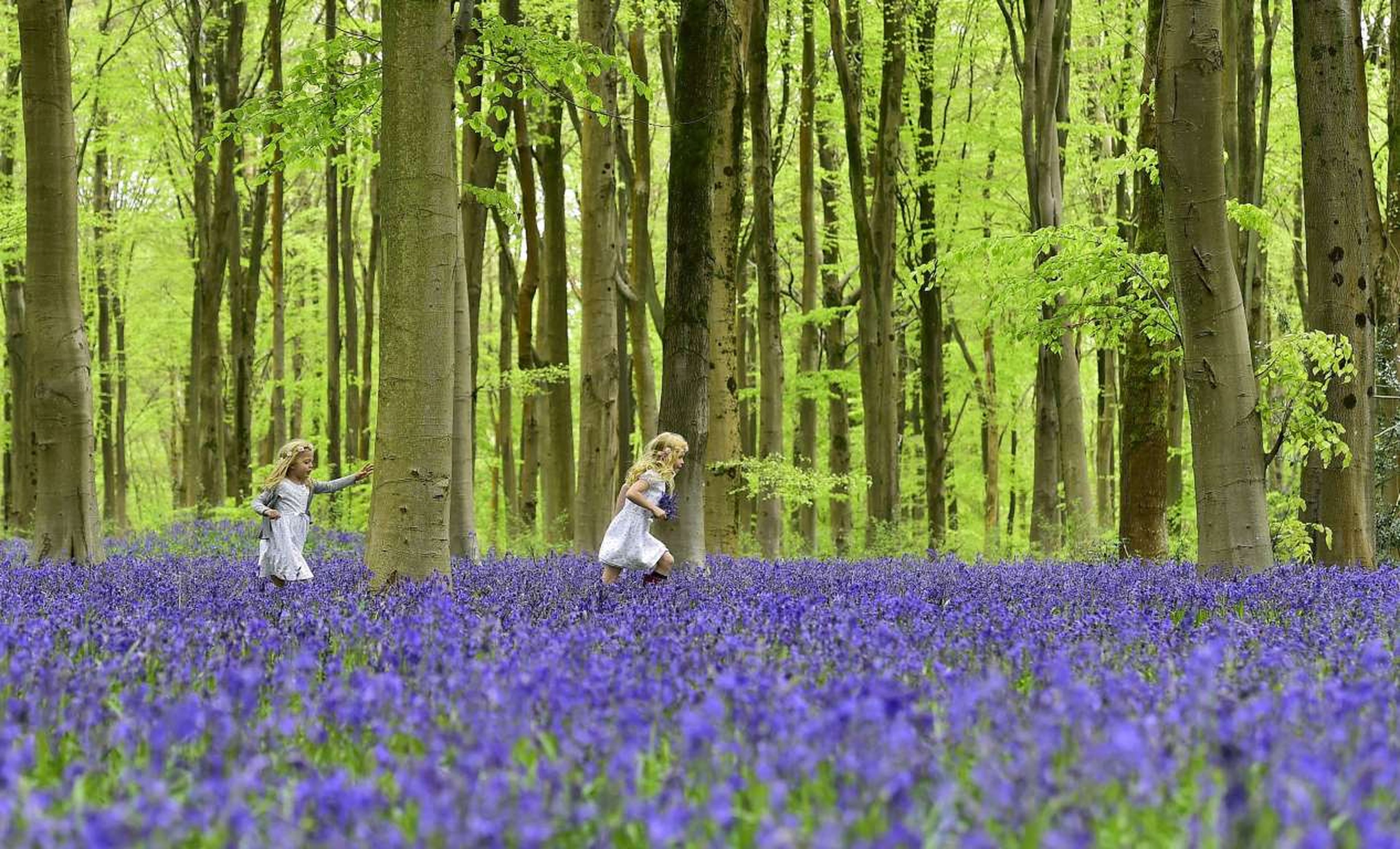 Un bosque al sur de Inglaterra es uno de los más bellos lugares para ver las flores bluebell.