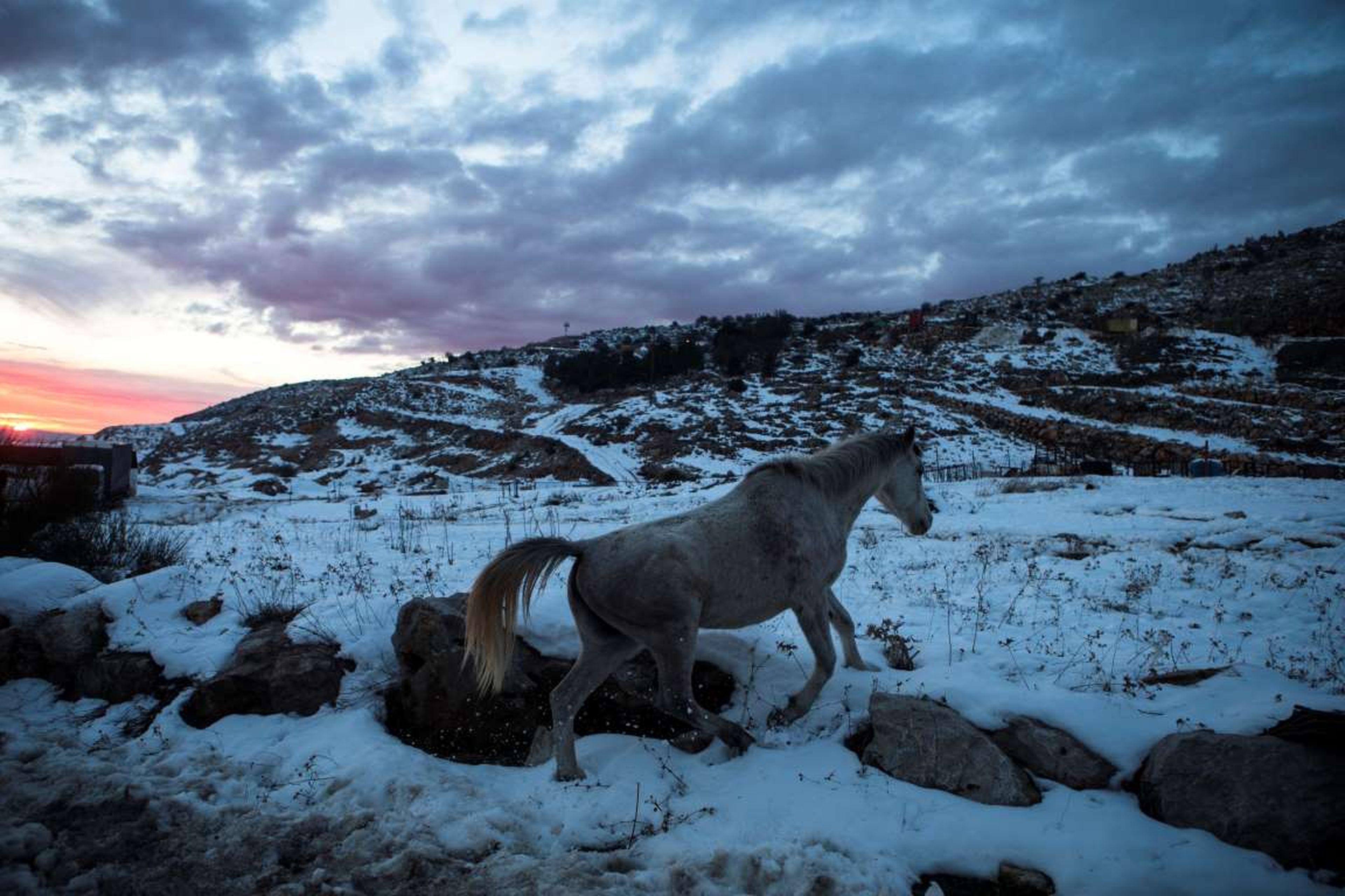 Un caballo camina en la nieve en la base de Mount Hermon, en los Altos del Golán, cerca de la frontera entre Israel y Siria.