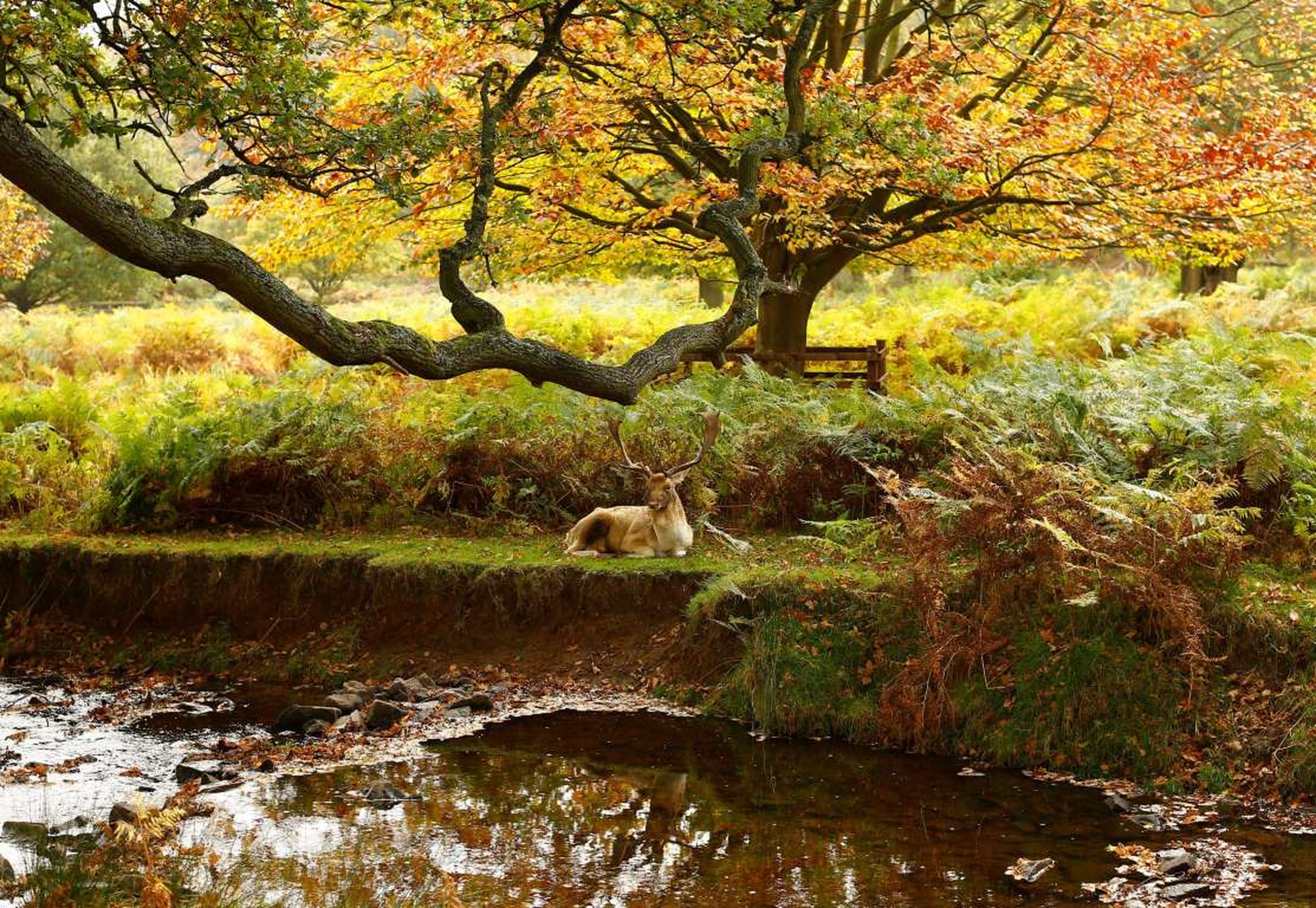 Un ciervo descansa a la orilla de un río en Inglaterra.