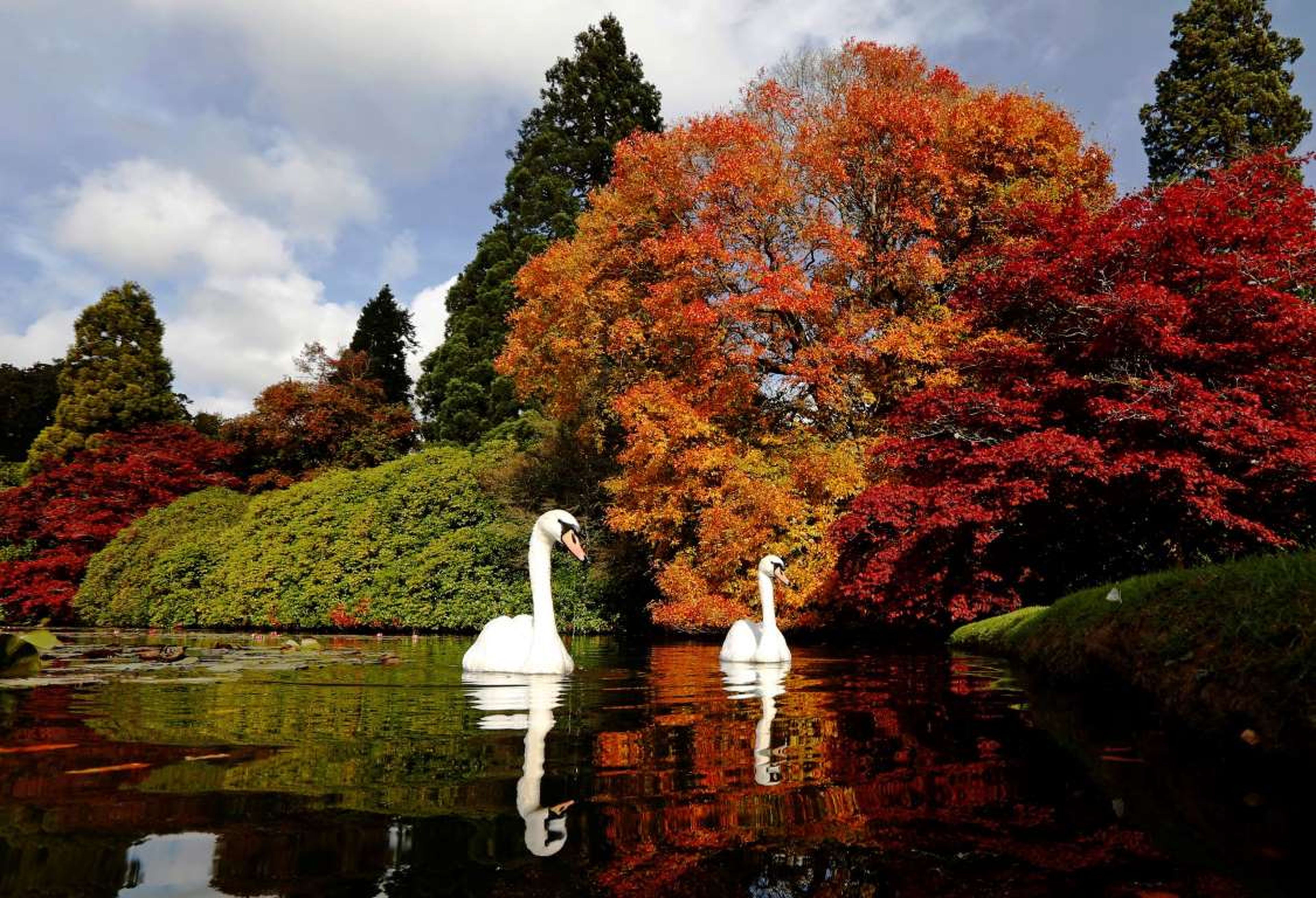 Los cisnes nadan mientras se ven las diferentes tonalidades del otoño en la vegetación en el Sheffield Park Gardens al sur de Inglaterra.