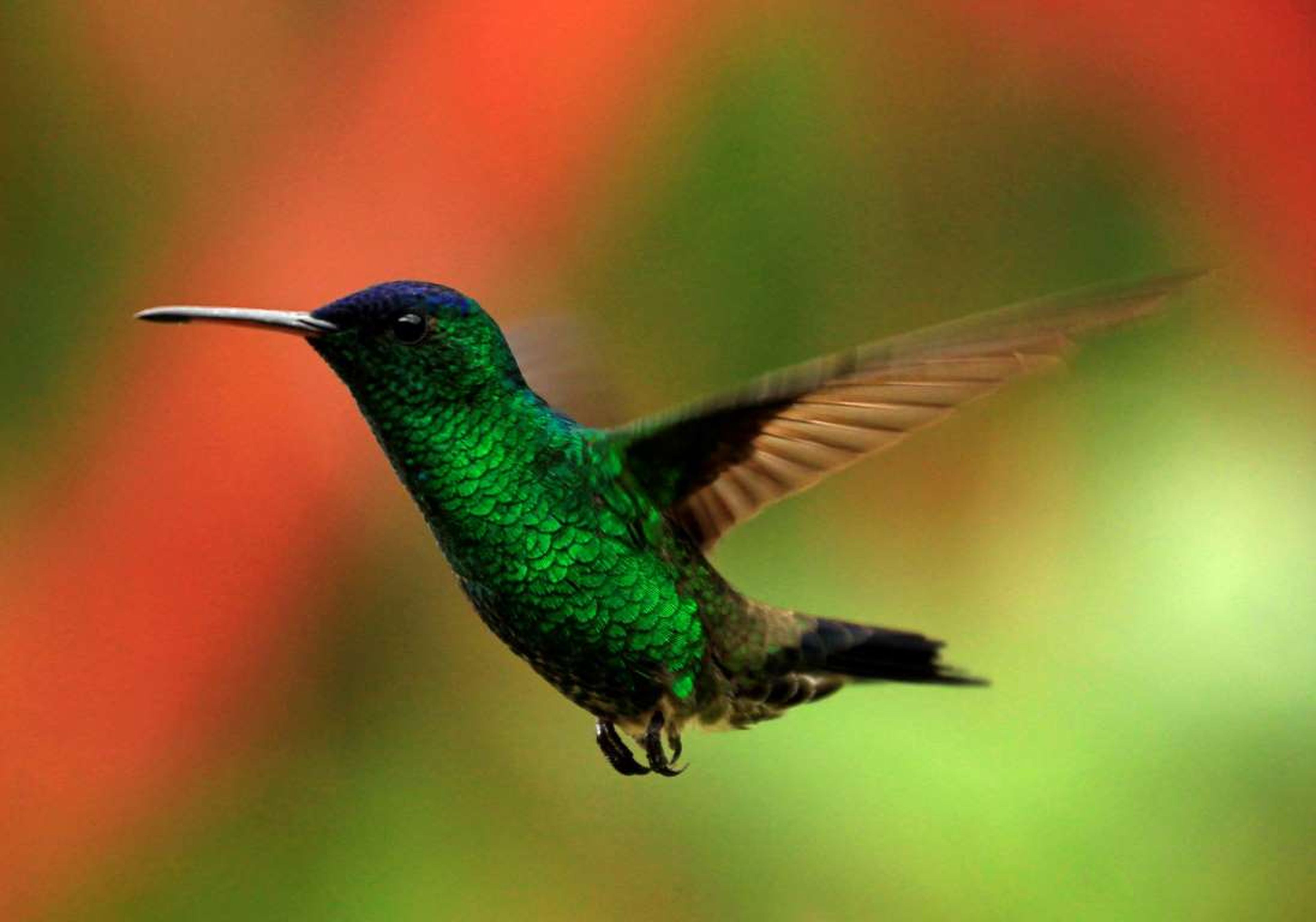 Un colibrí vuela en un jardín de San Francisco.