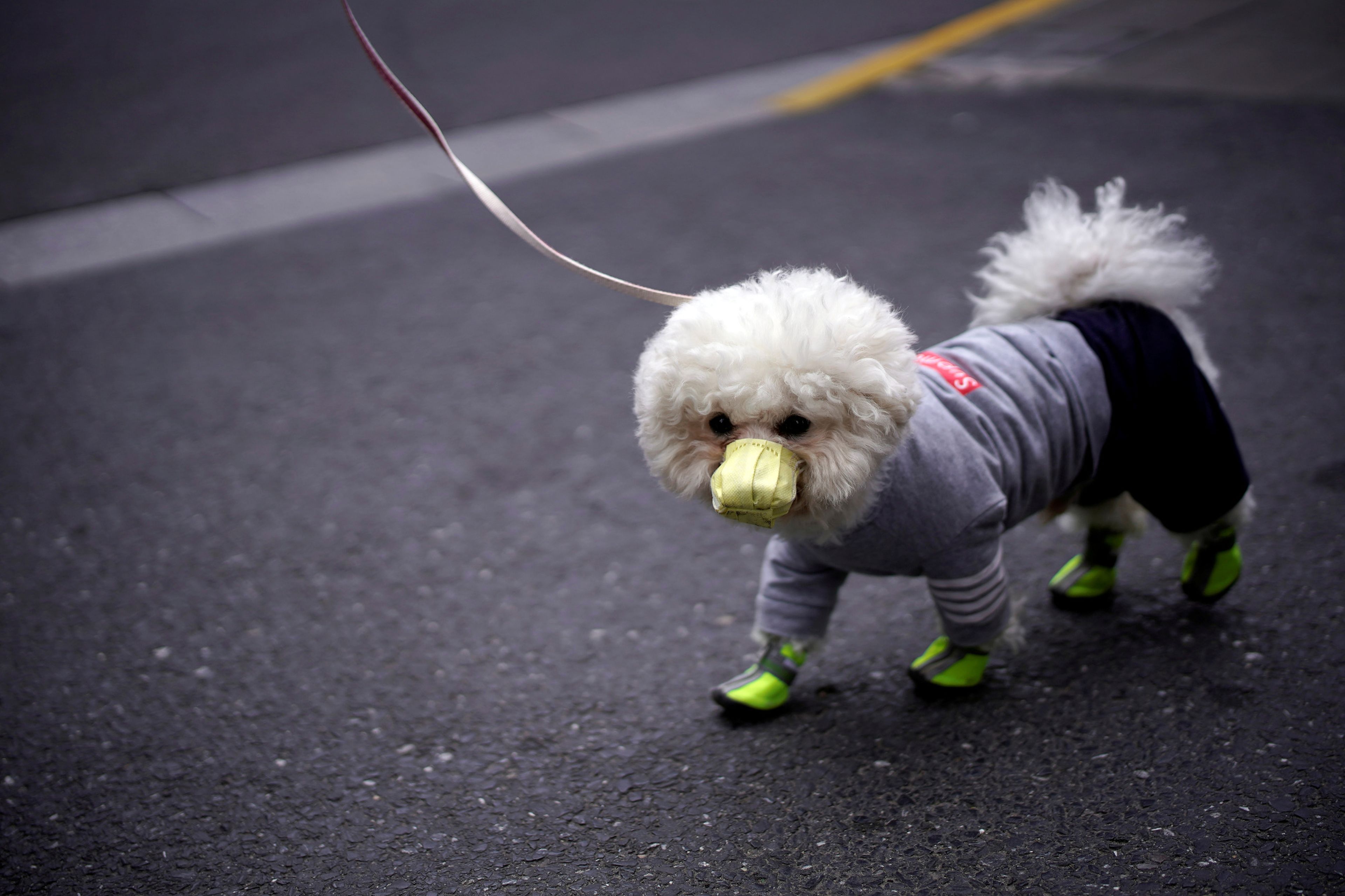 Un perro con mascarilla en una calle en Shanghai, China, el 2 de marzo de 2020.