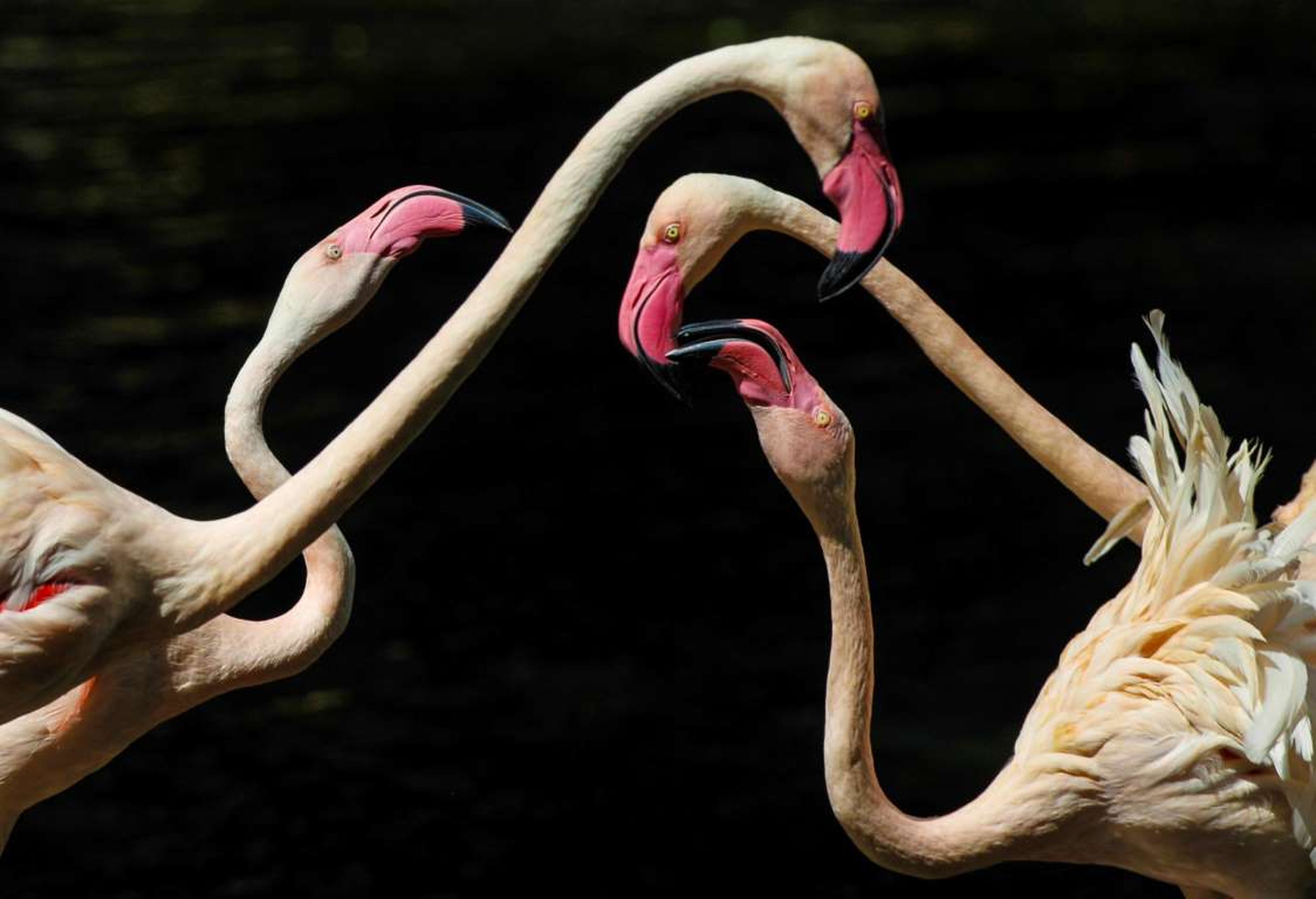 Flamingos en un parque de reserva natural en China.