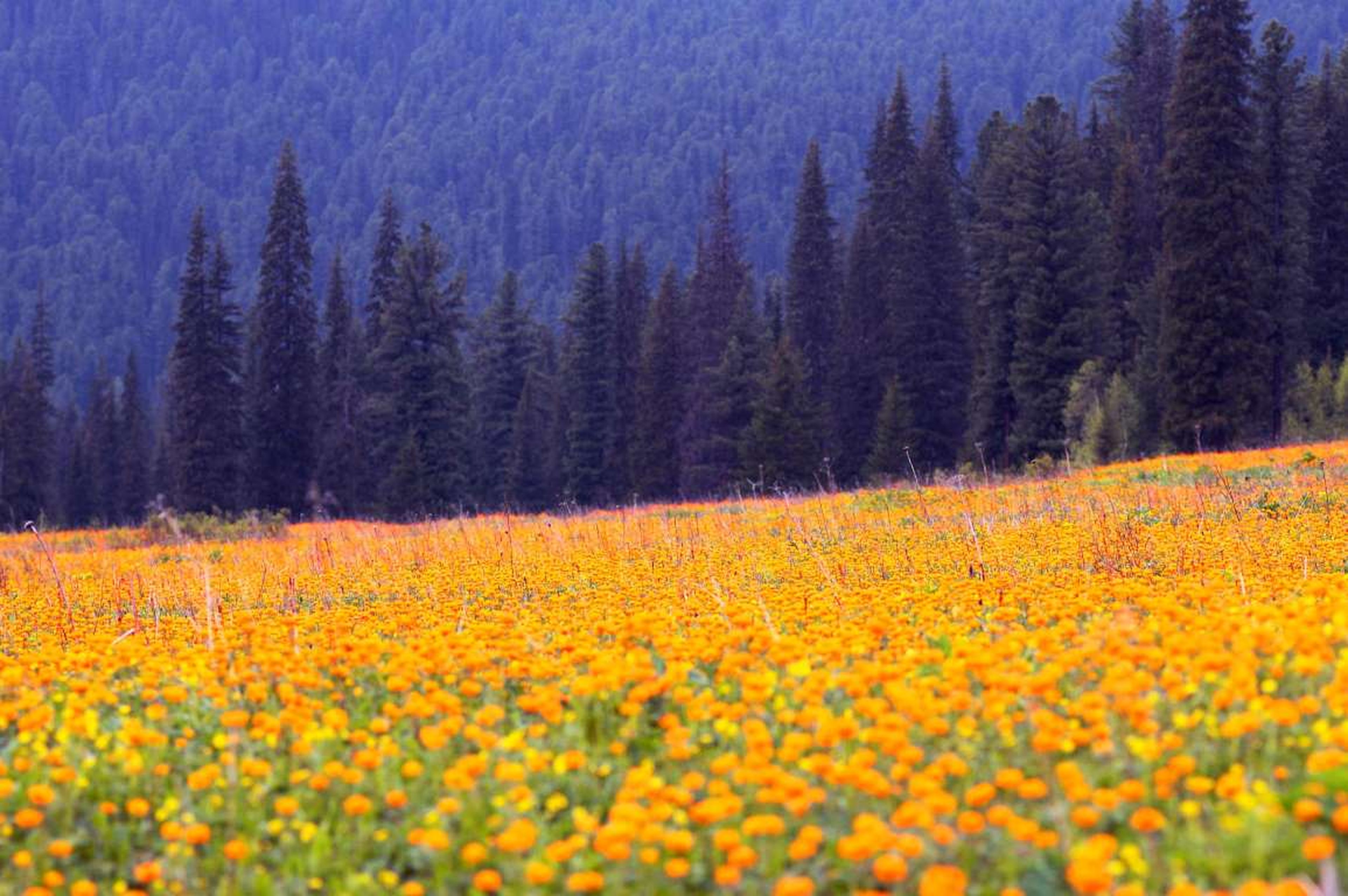 Las flores de Siberia llamadas en aquel país "Zharki" se ven en primer plano y al fondo se aprecian las montañas occidentales de Sayan, al sur de Siberia.