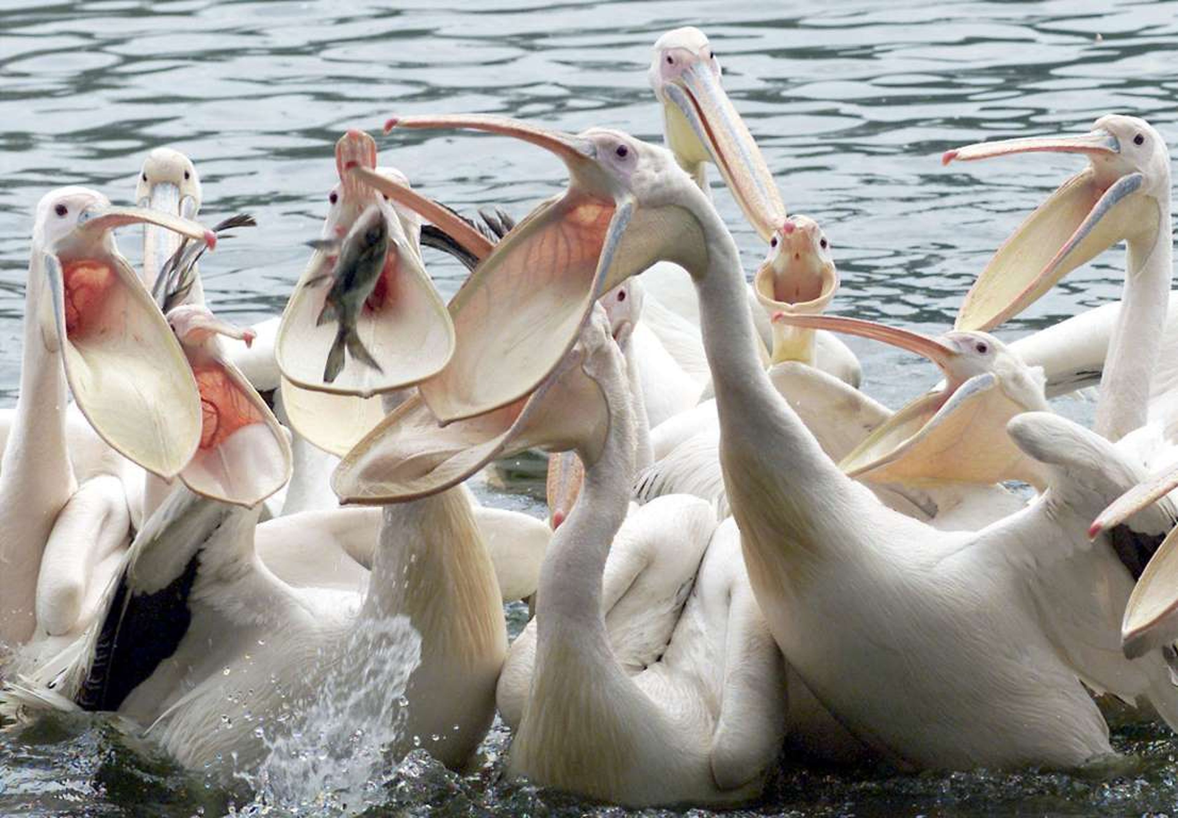 Un grupo de pelícanos se reúnen para capturar peces.
