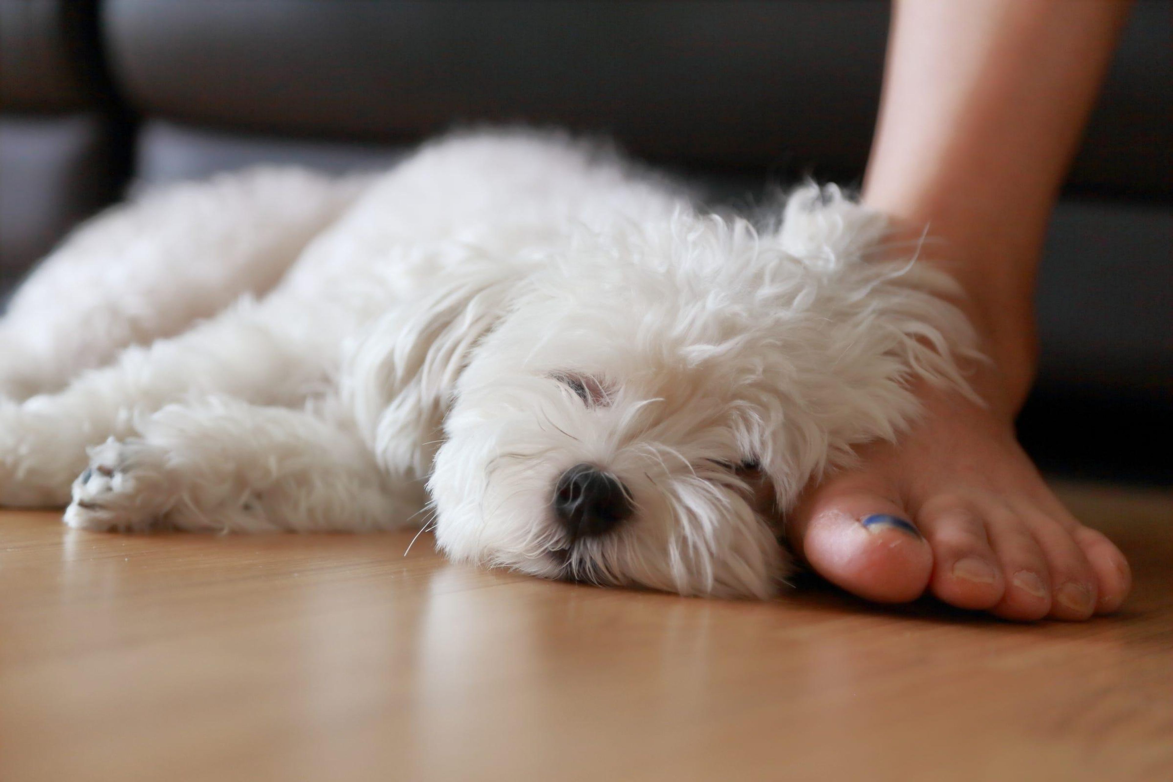 Keep your home environment as peaceful as possible to help active pets calm down.
