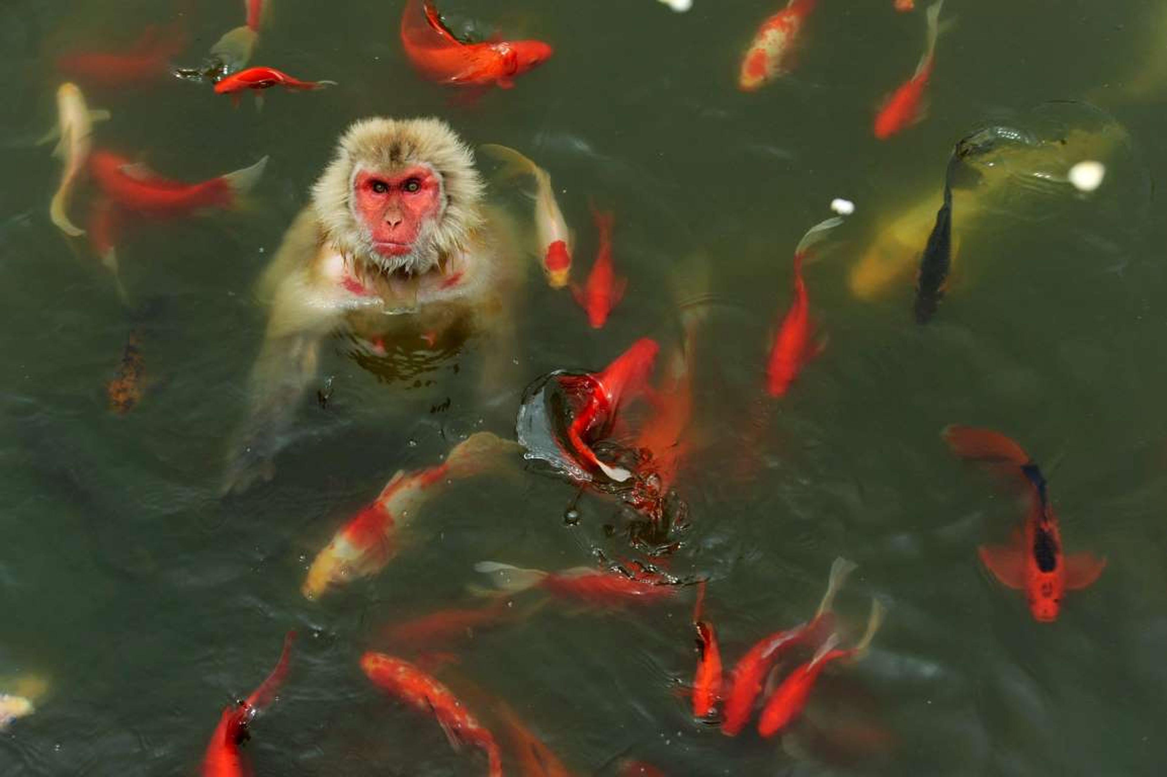 Un mono rodeado por diversas especies marinas en un estanque del parque de vida silvestre, en China.