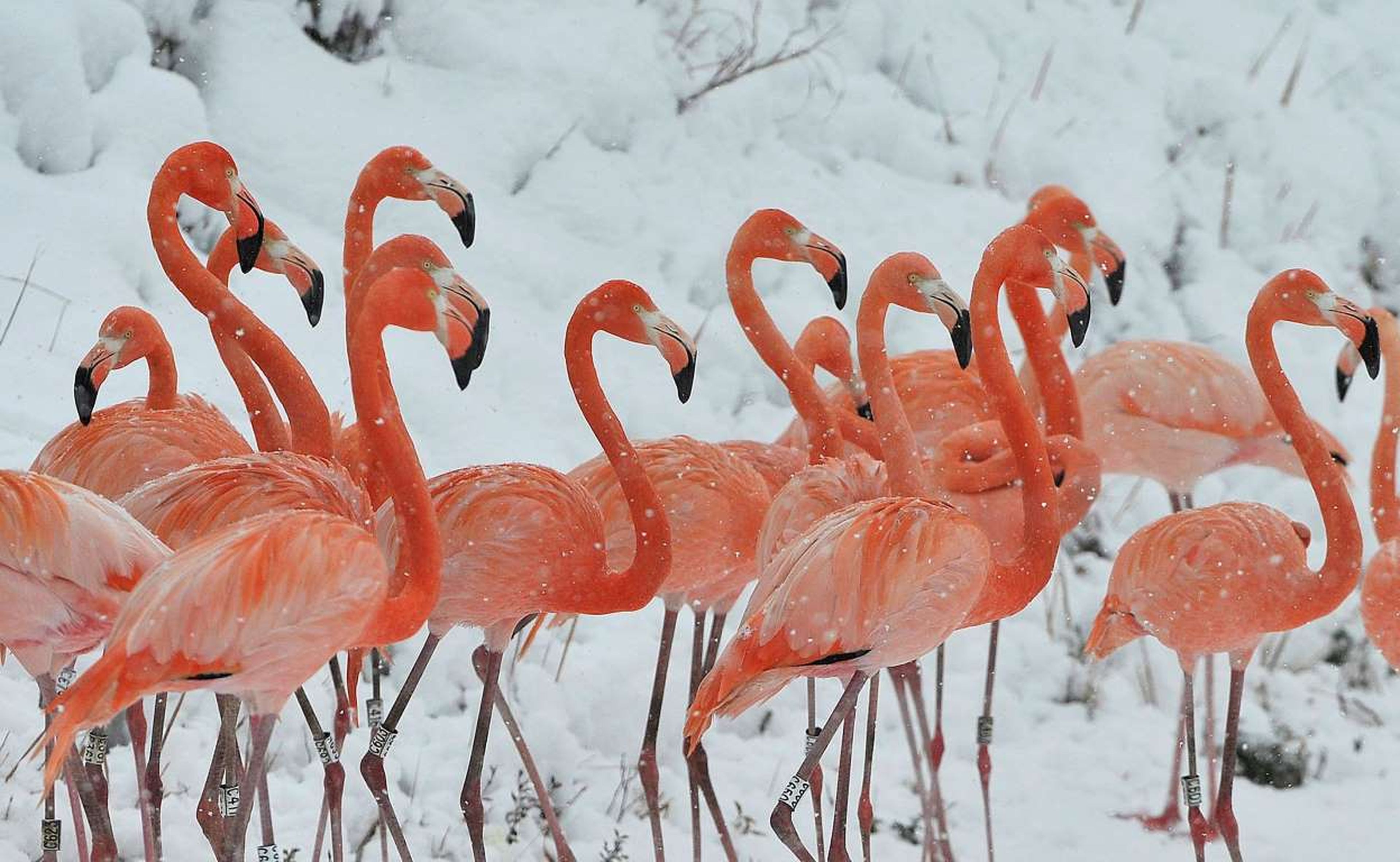 La nieve cae sobre una bandada de flamencos en un zoológico de vida silvestre, en la provincia oriental china de Anhui.