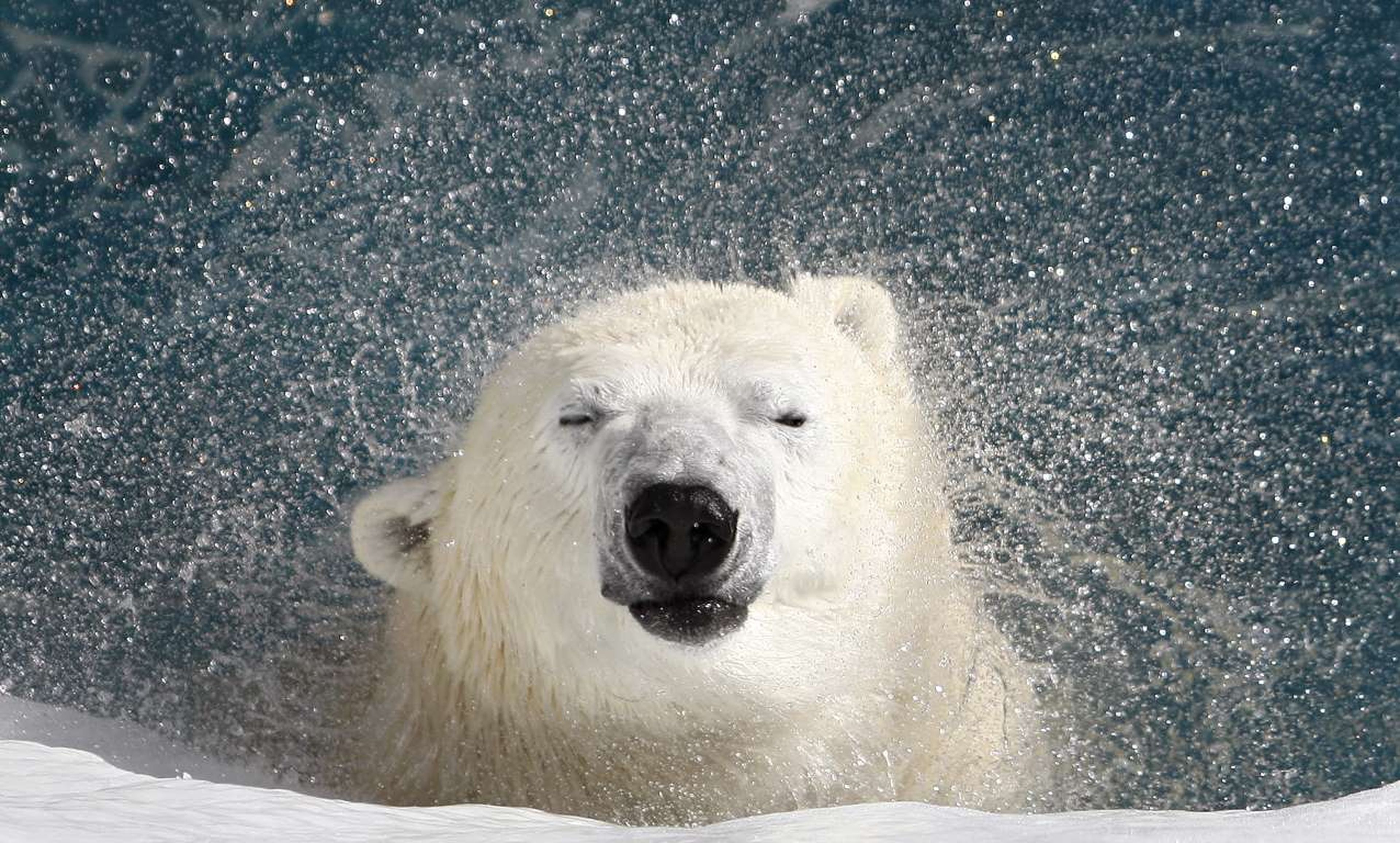 Un oso polar sacude el agua de su cuerpo en un zoológico de Canadá.