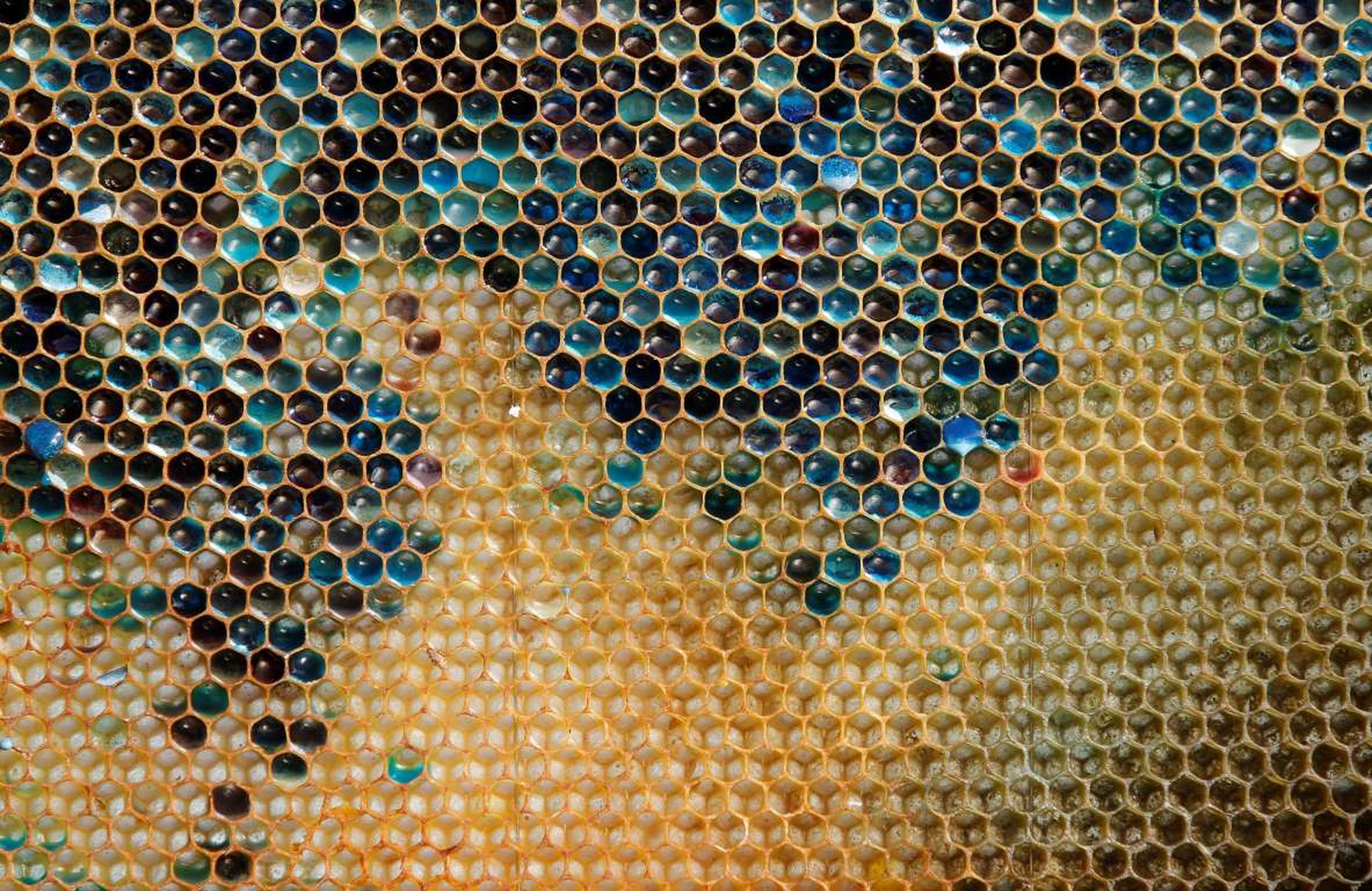 panal abejas