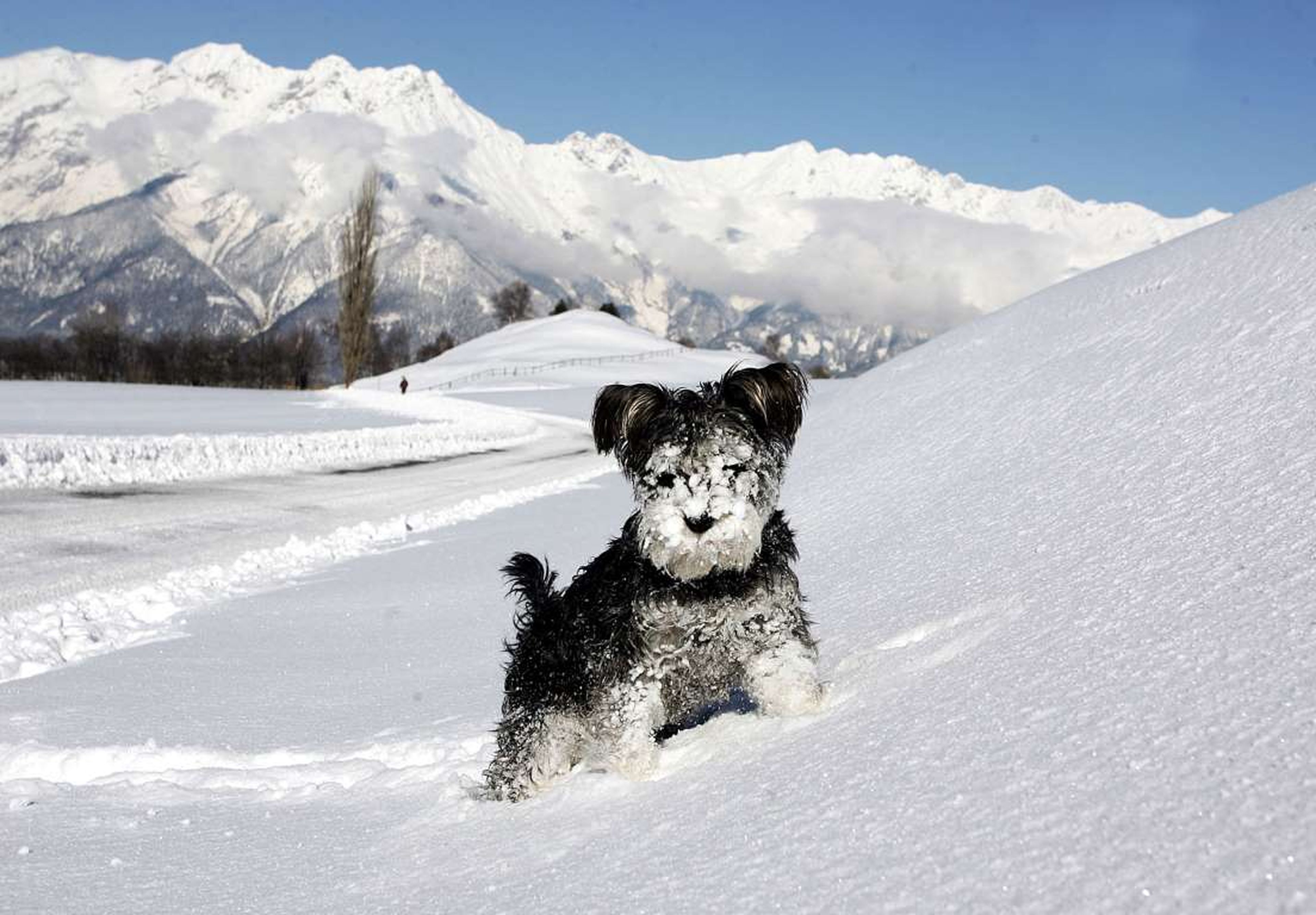 Un perro corre en un campo cubierto de nieve, en un día soleado de invierno, en Austria.