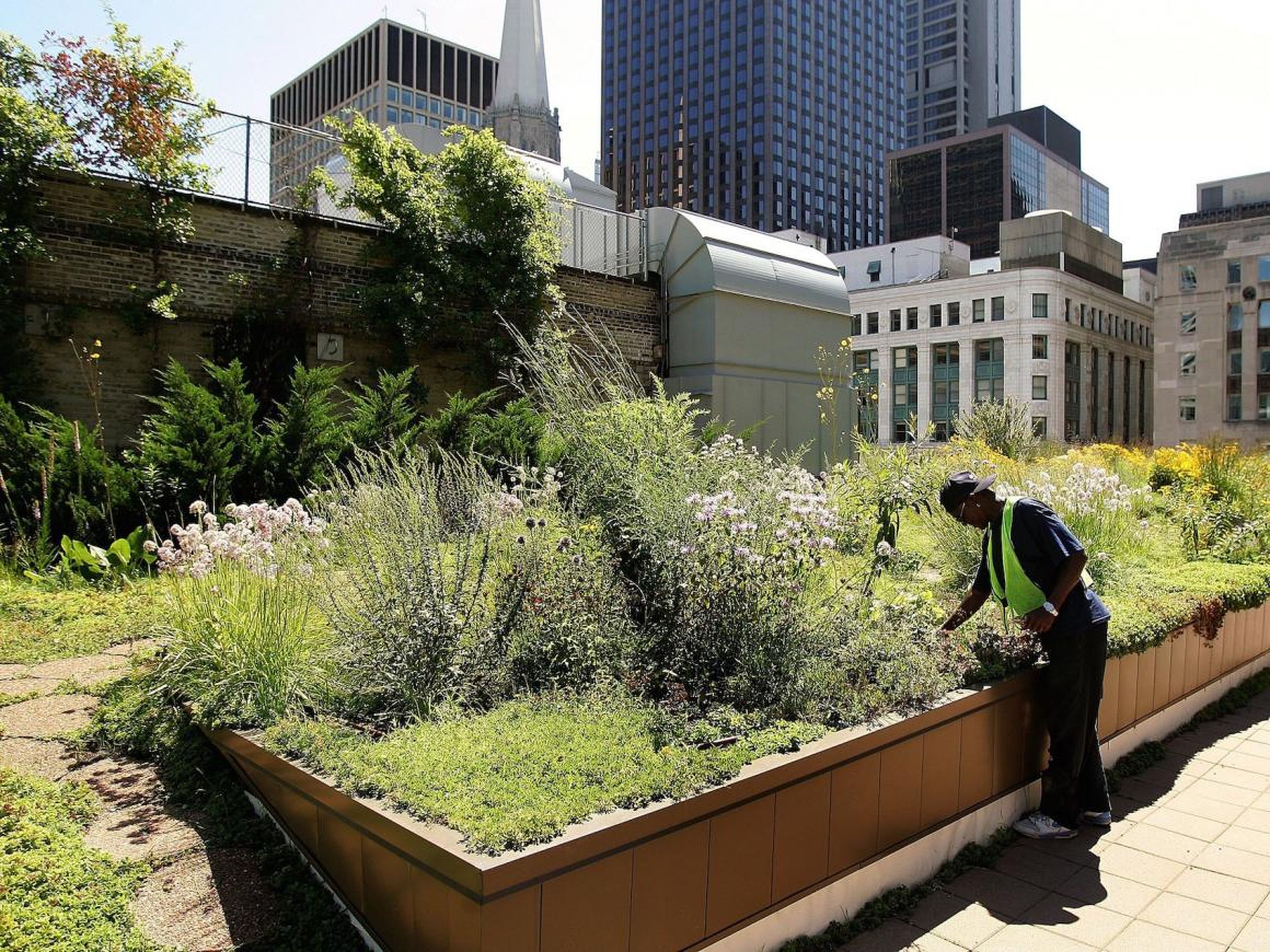El jardín de la azotea del Ayuntamiento de Chicago se plantó por primera vez en el 2000.