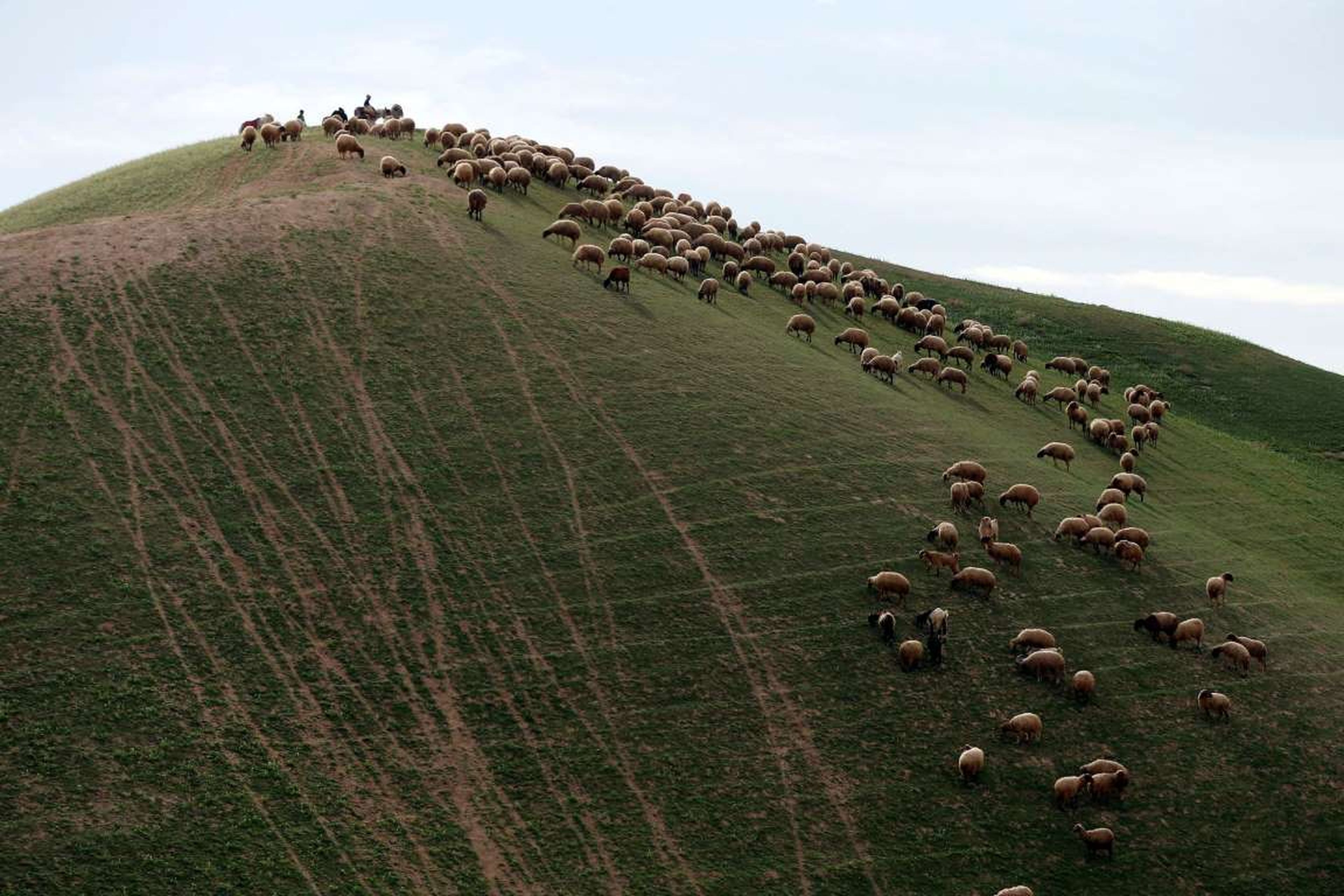 Un rebaño de ovejas palestinas en el desierto de Judea de Israel.