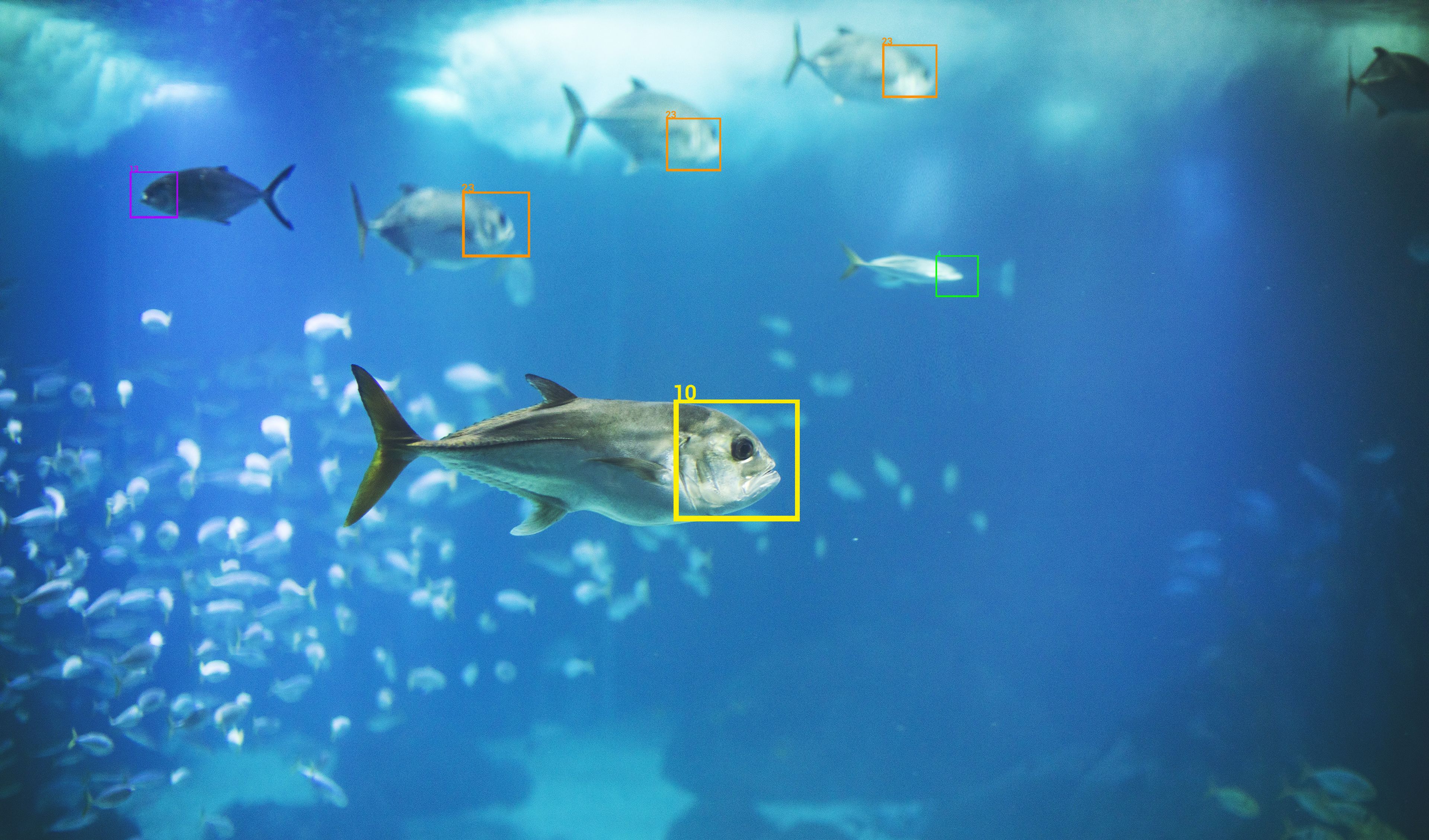 Sistema de reconocimiento de peces.