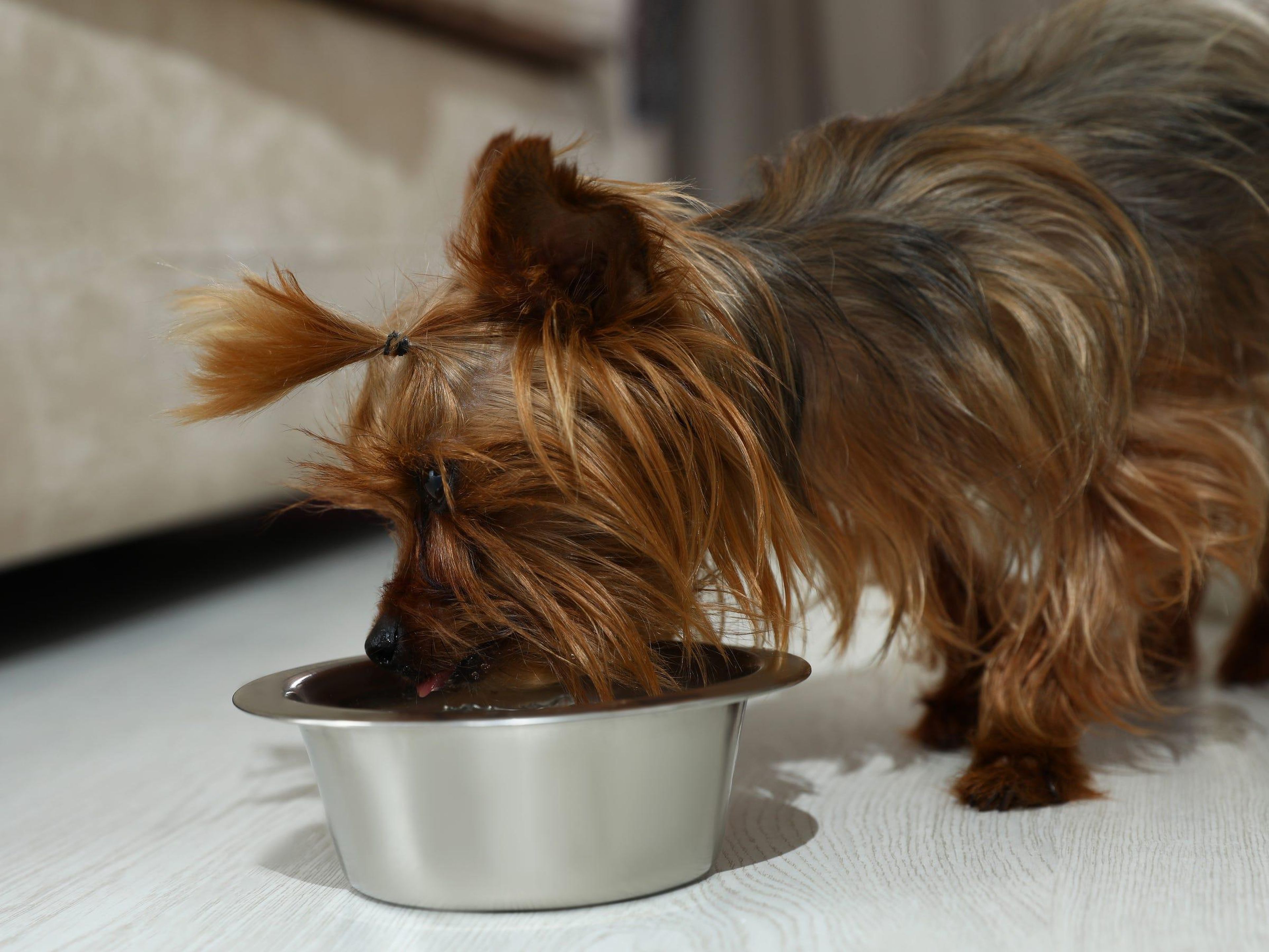 Stick to your pet's regular feeding schedule, even if you're home all day.