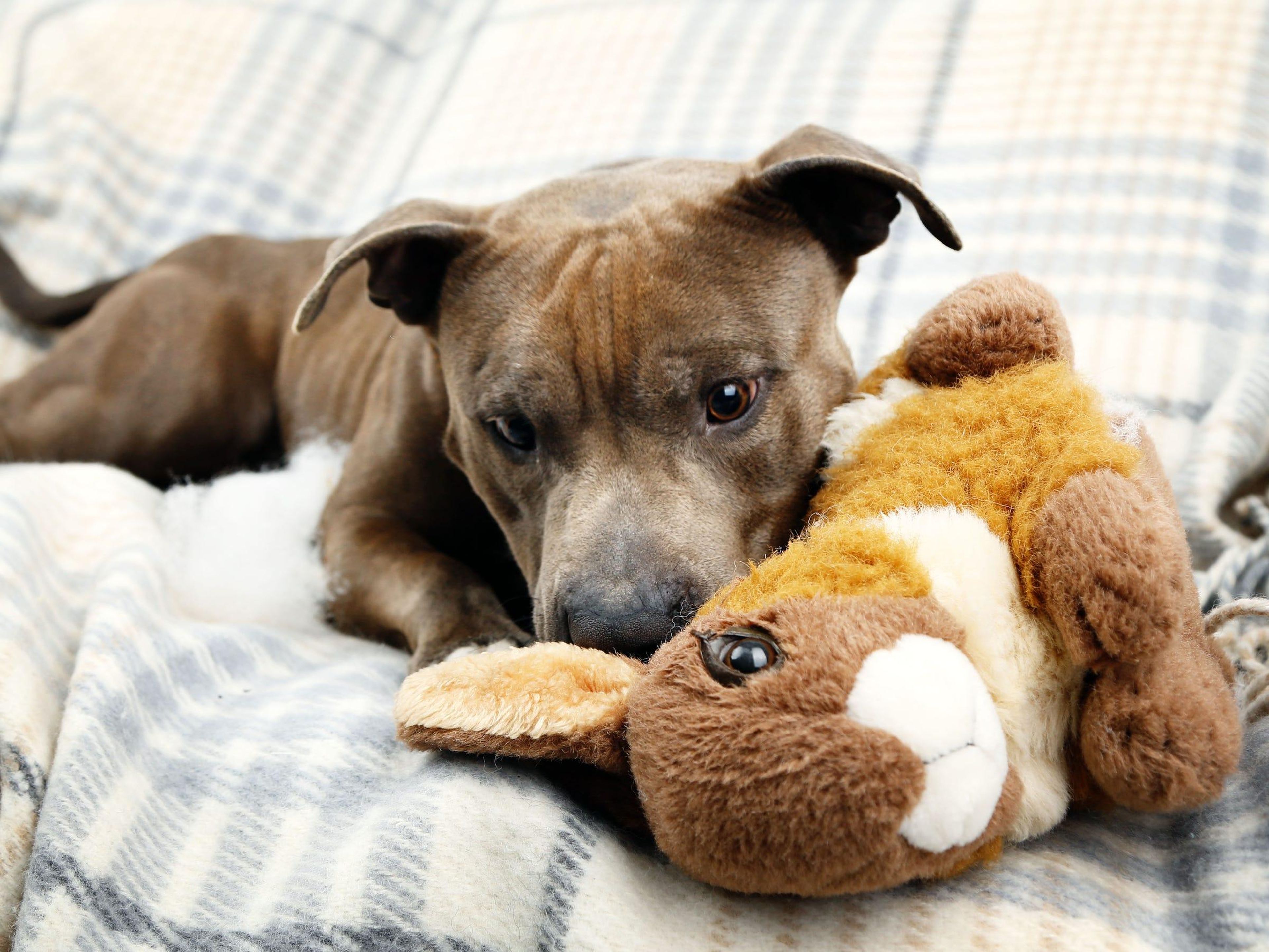 Those who live in small spaces with active animals should use extra-stimulating pet toys.