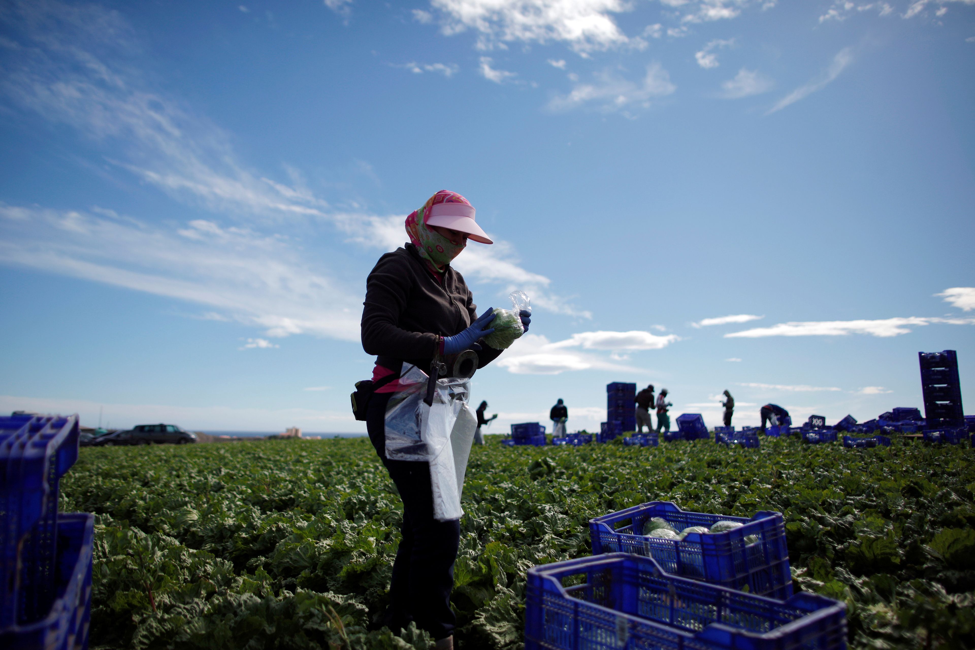 Una trabajadora del campo en una plantación de lechugas en Almería